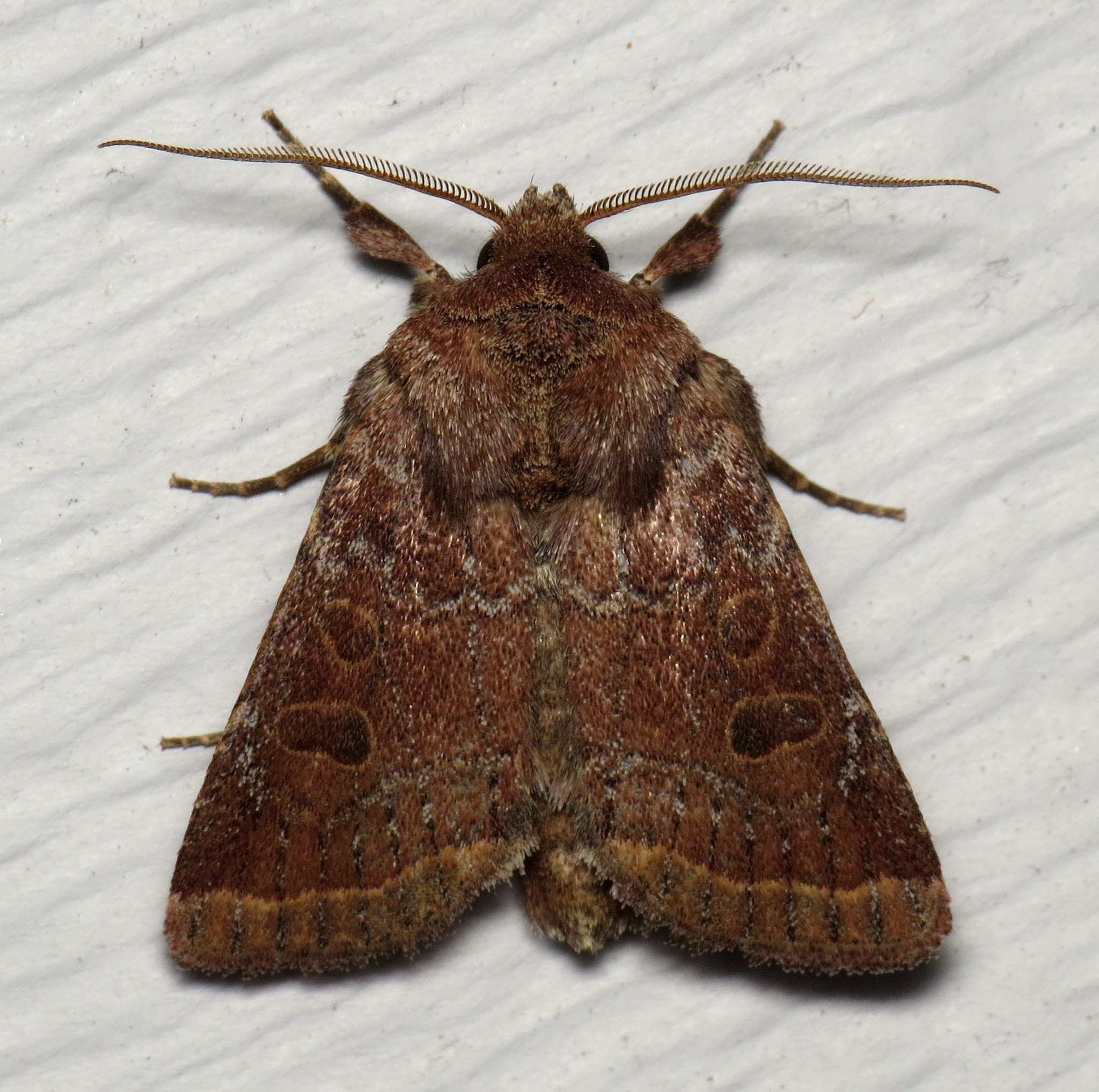 Protorthodes