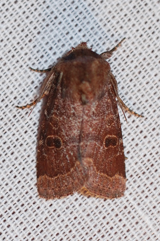 Protorthodes
