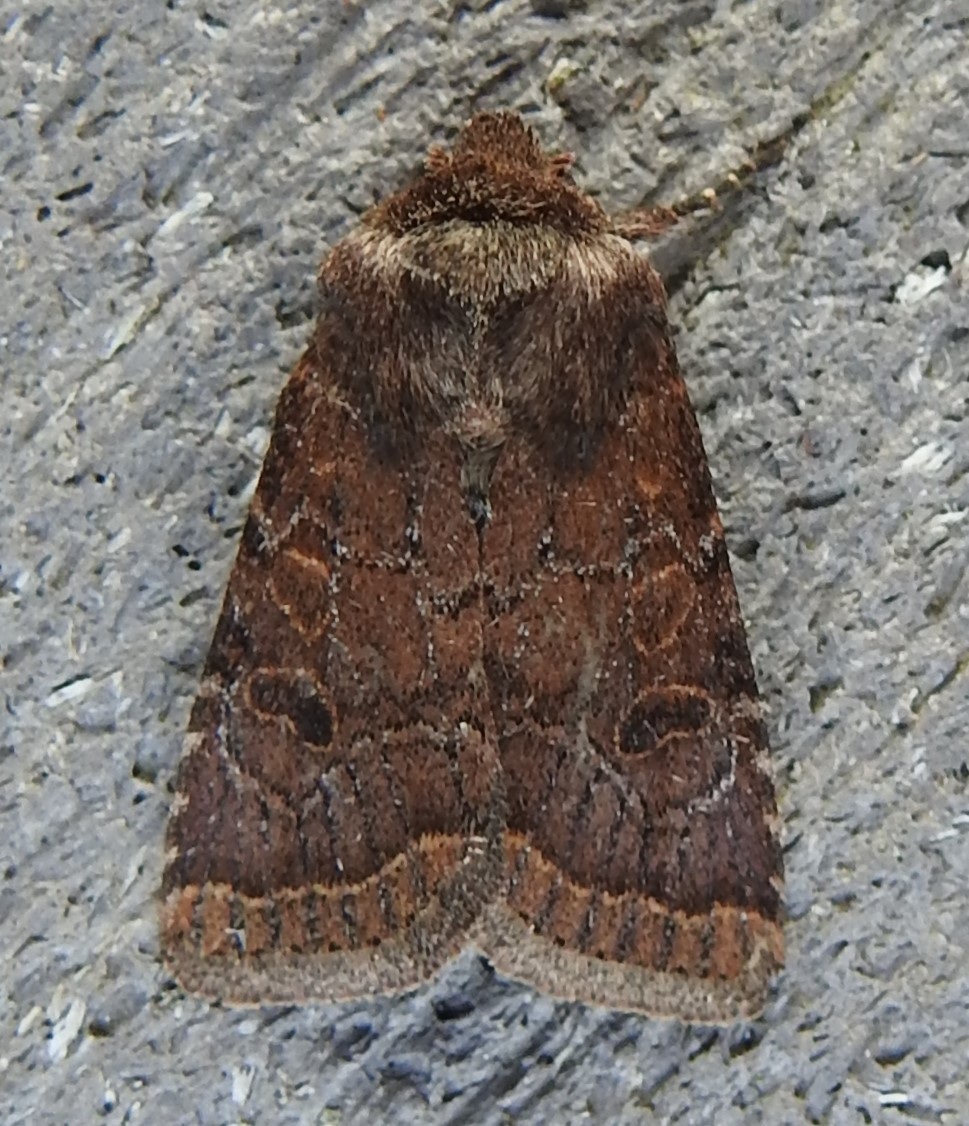 Protorthodes