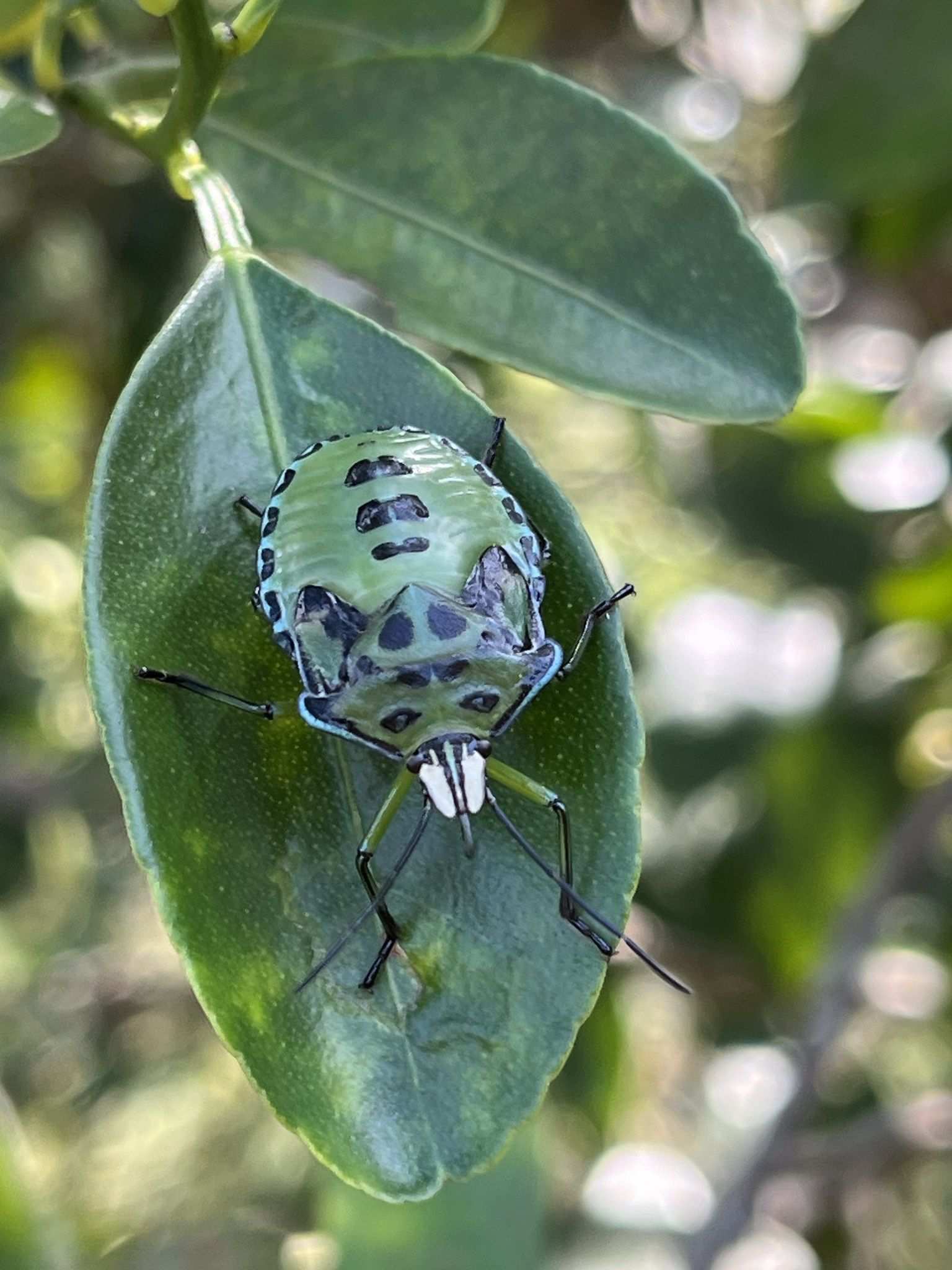 Rhynchocoris humeralis