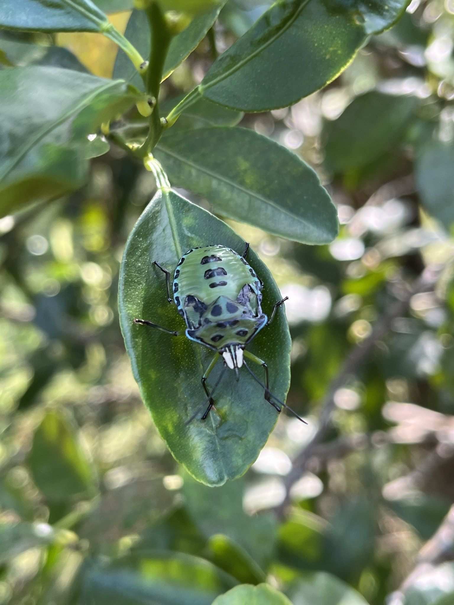 Rhynchocoris humeralis