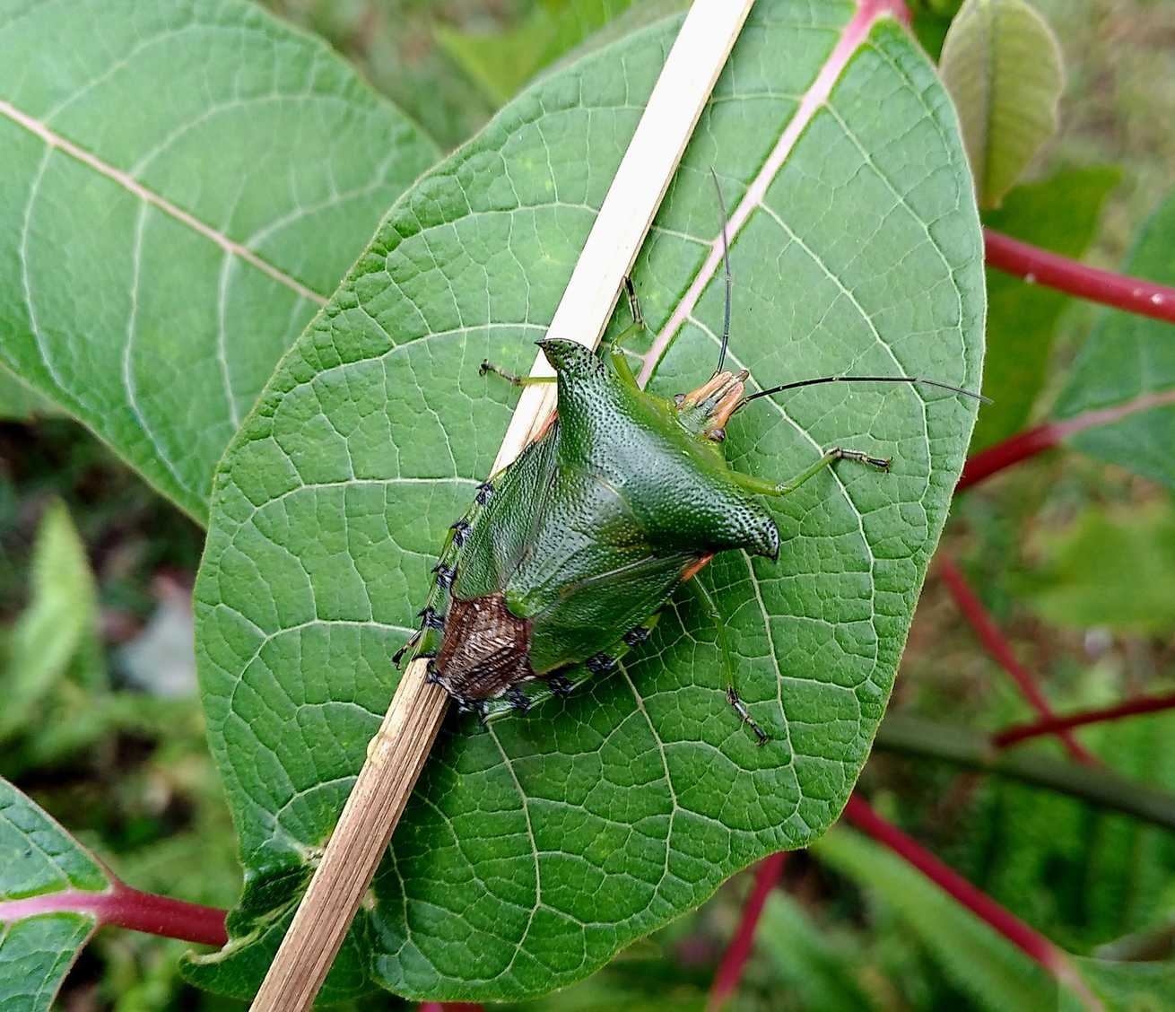 Rhynchocoris humeralis