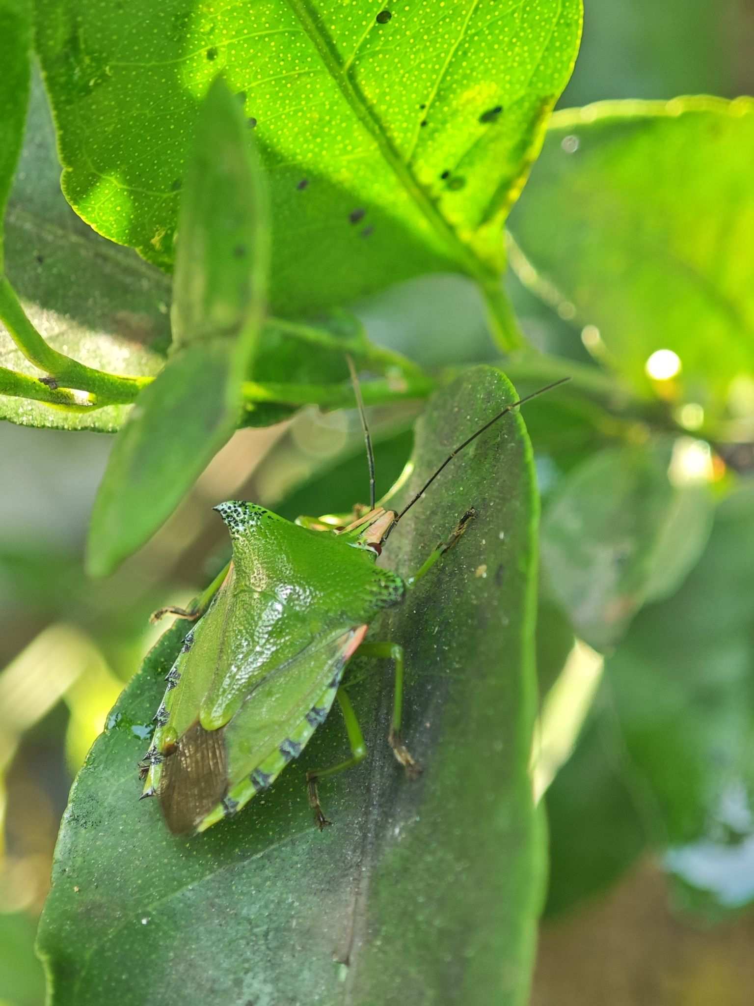 Rhynchocoris humeralis