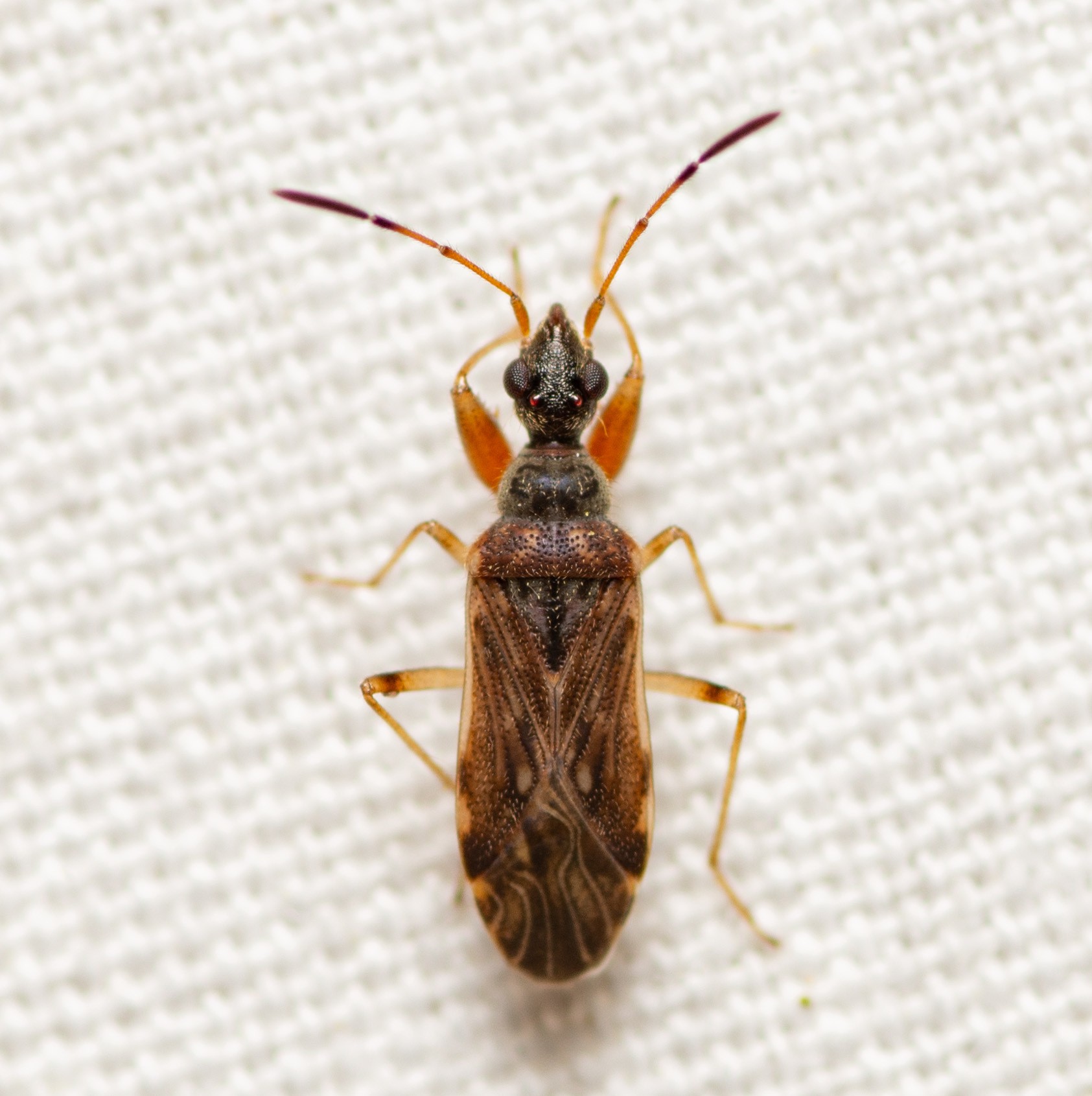 Heraeus