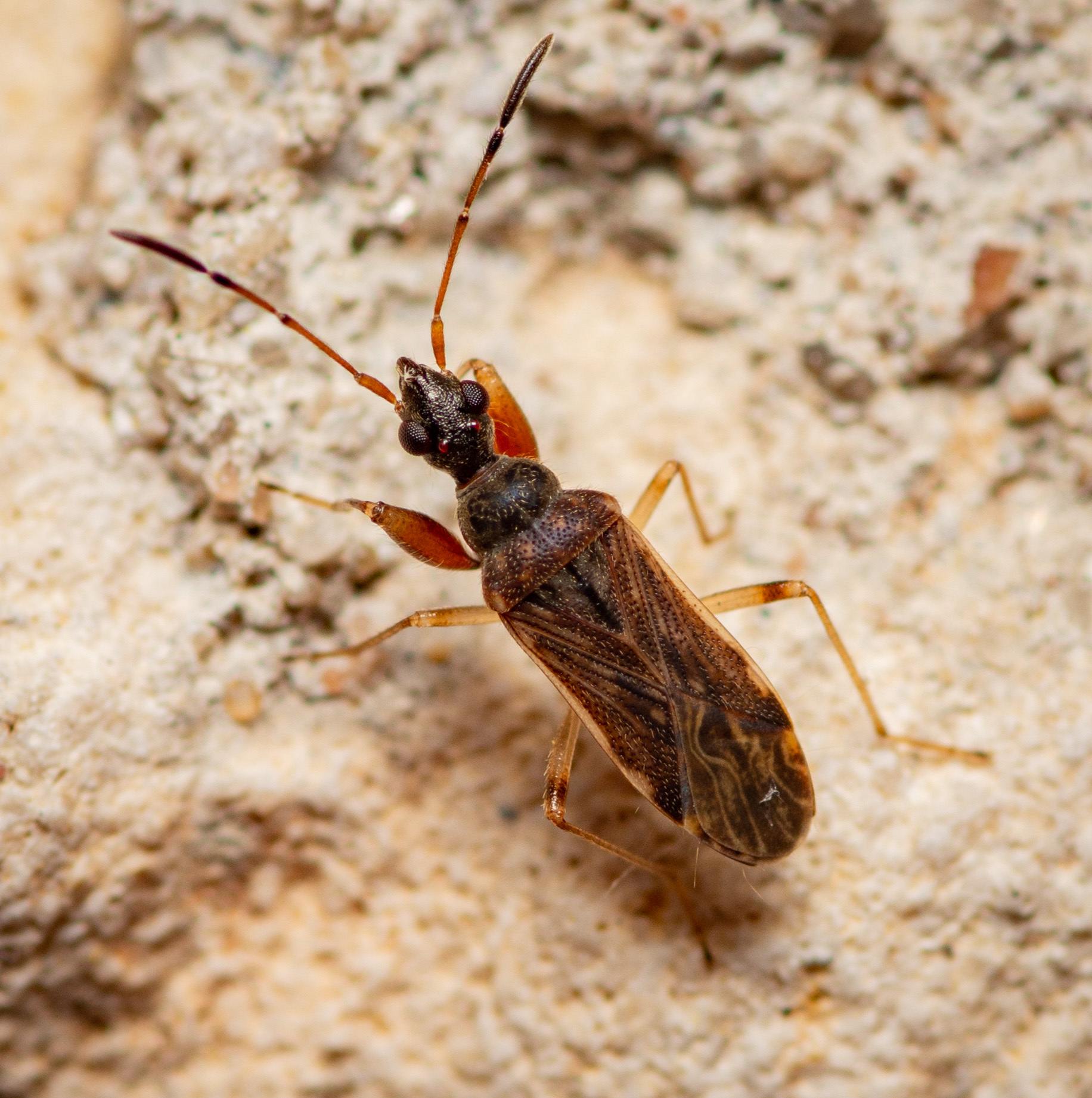 Heraeus