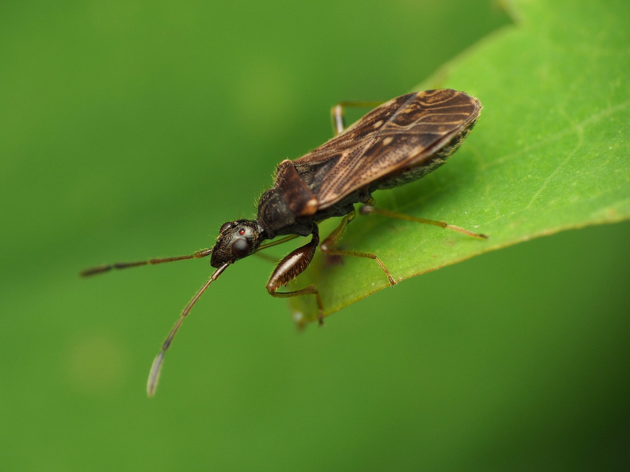 Heraeus