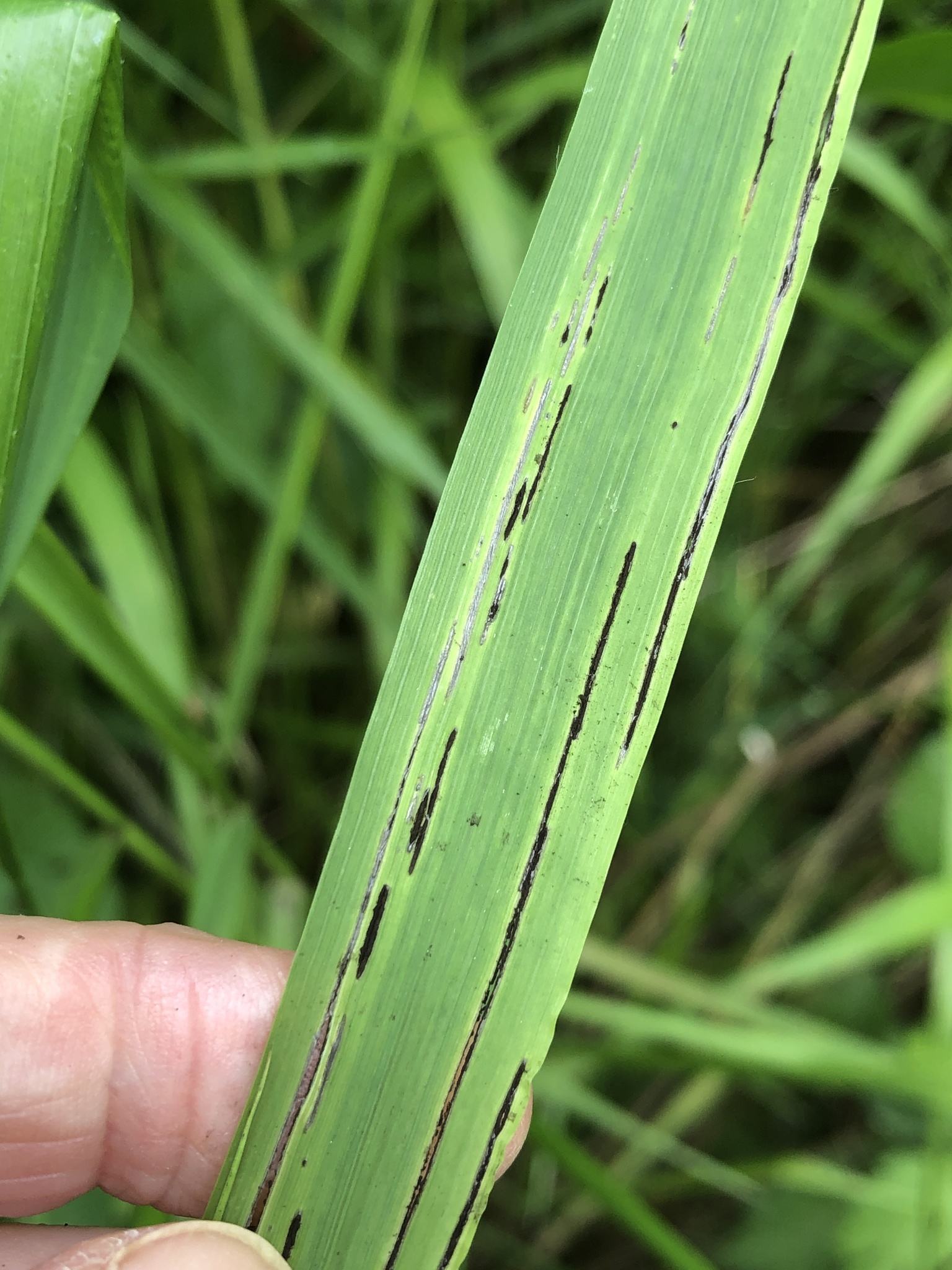 Urocystis agropyri