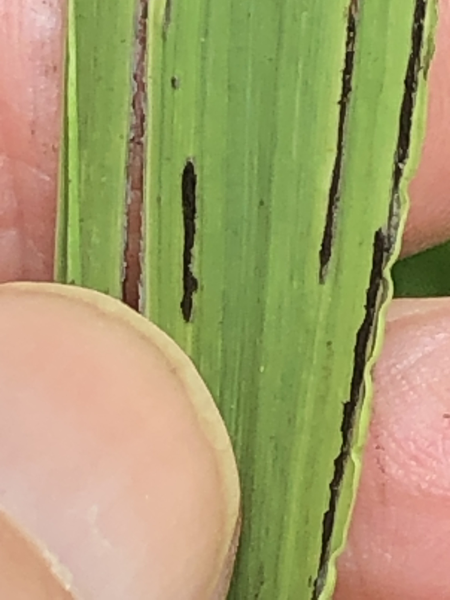 Urocystis agropyri