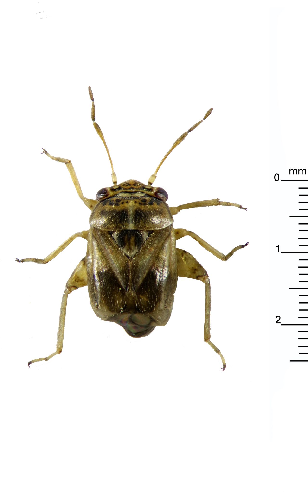 Coridromius