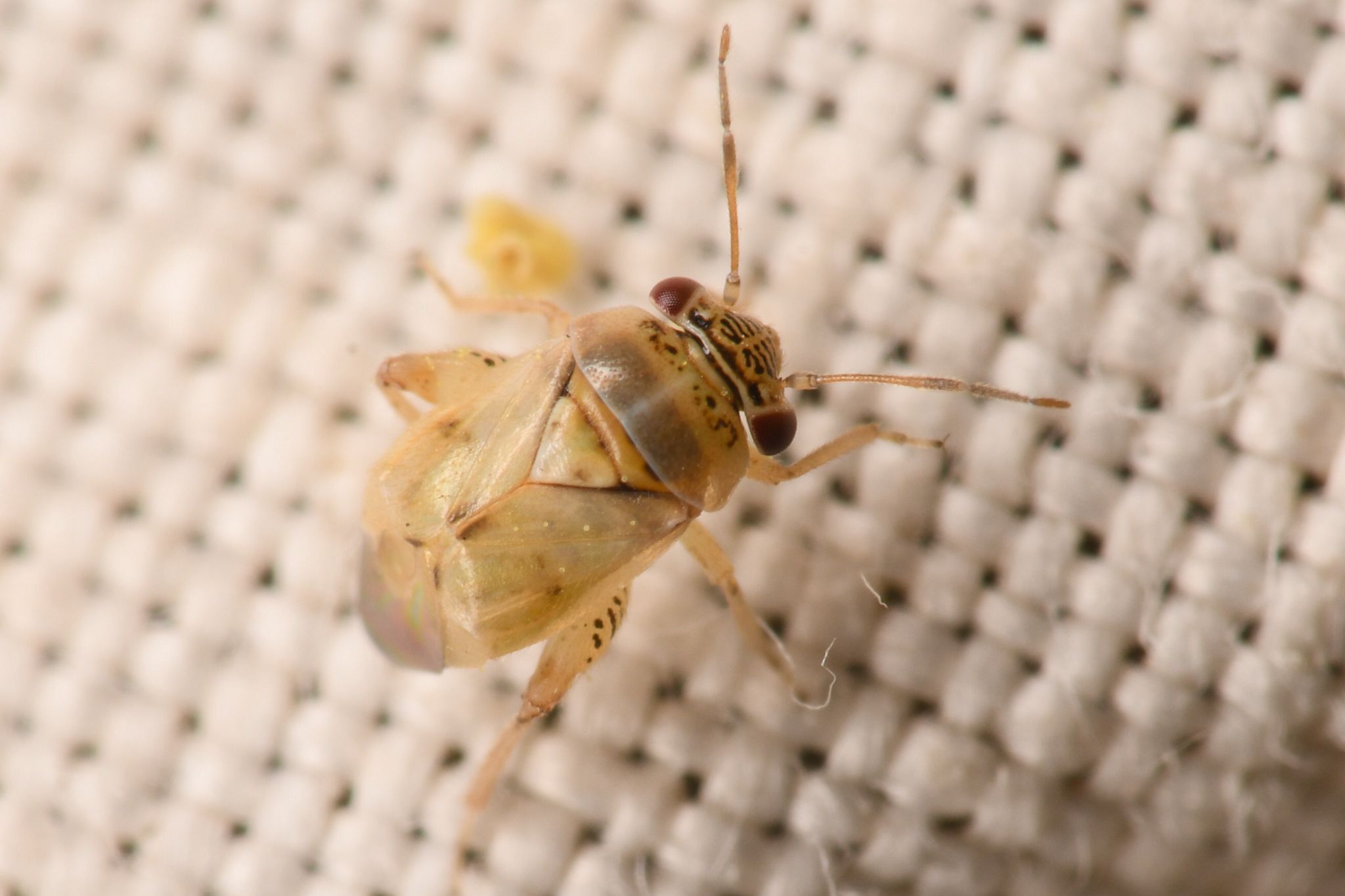 Coridromius
