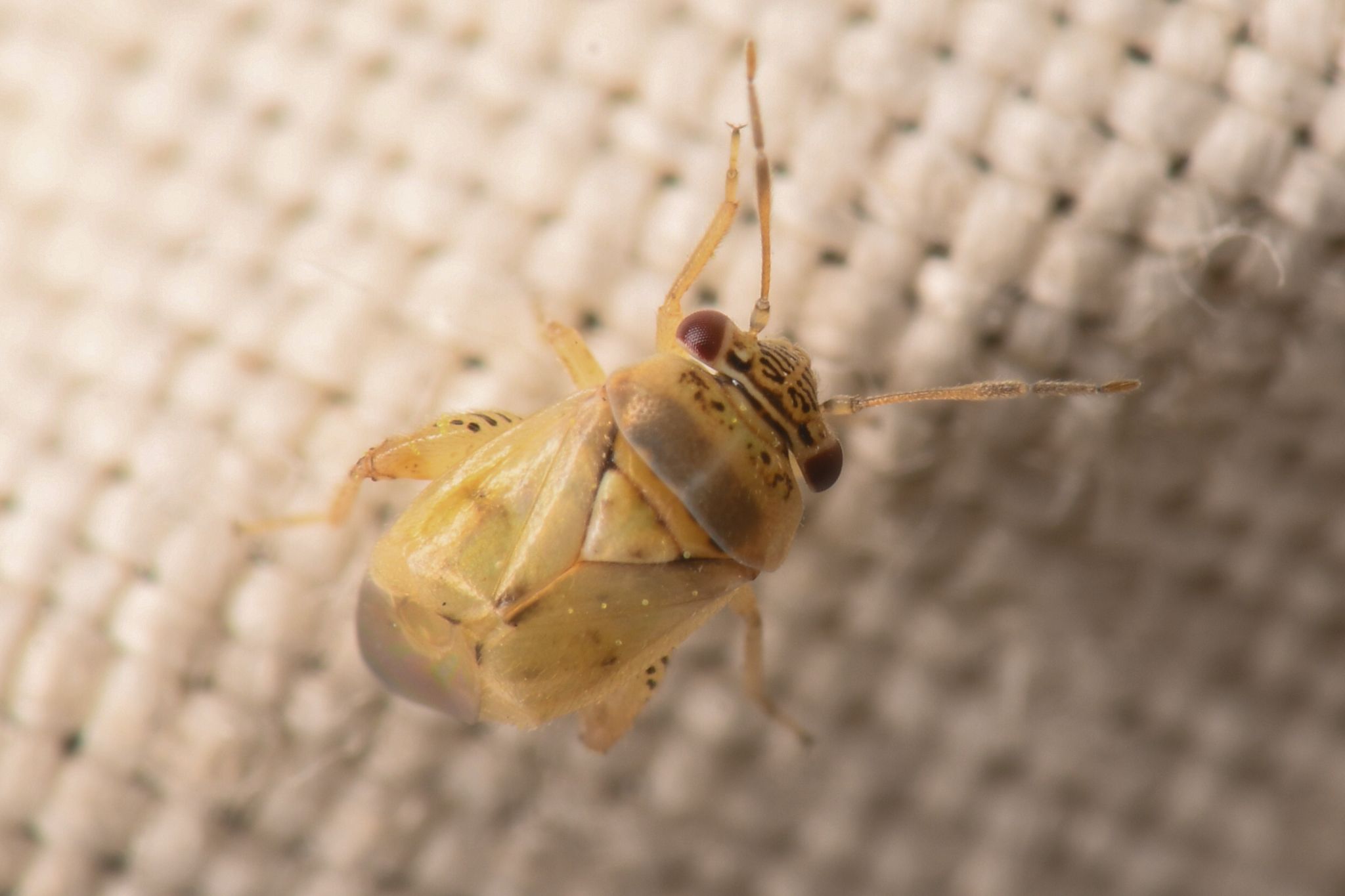 Coridromius