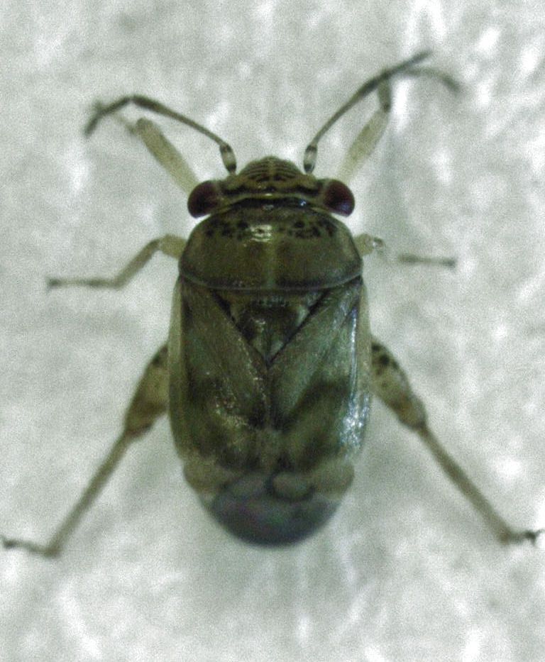 Coridromius