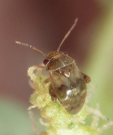 Coridromius