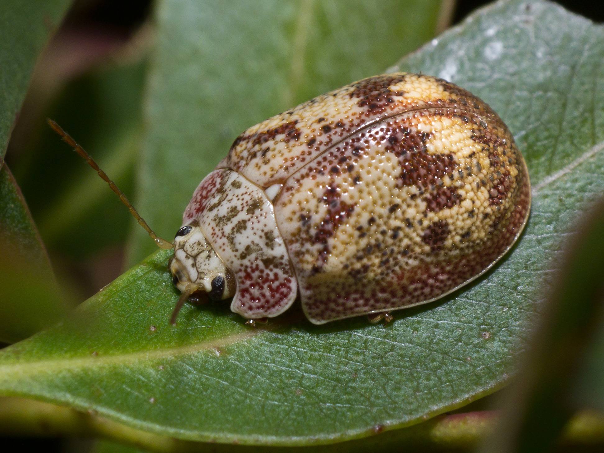 Paropsis charybdis
