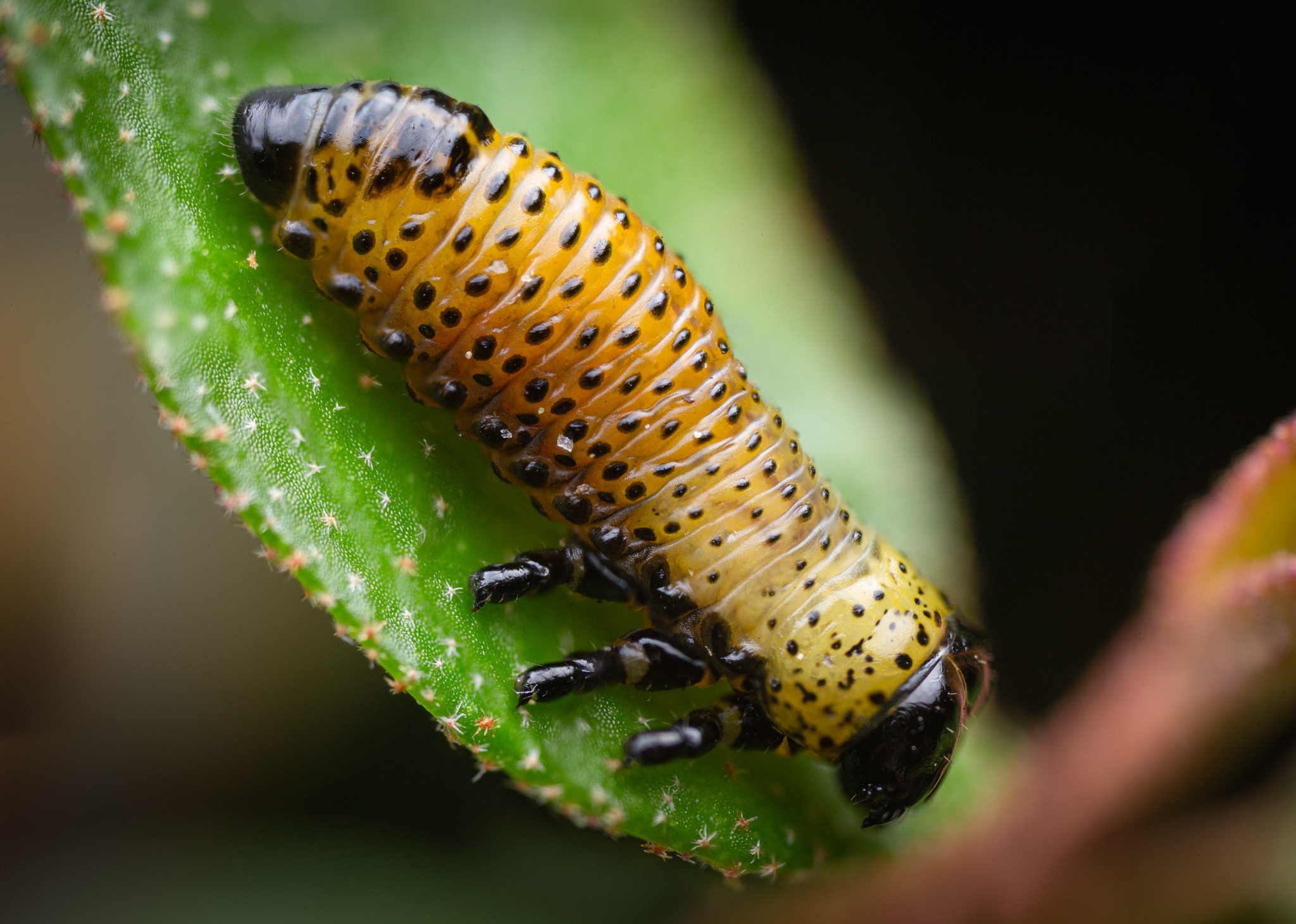 Paropsis charybdis
