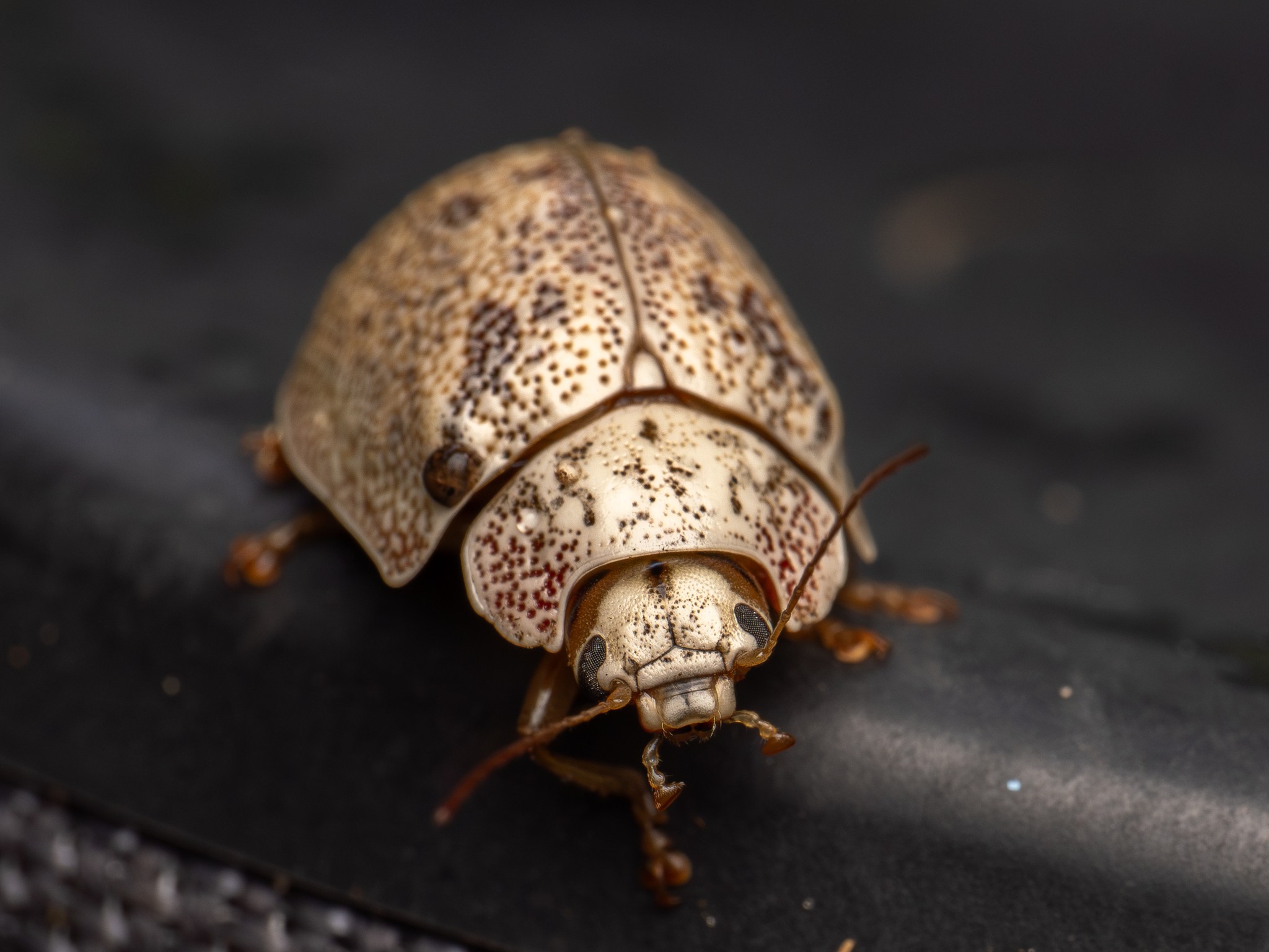 Paropsis charybdis