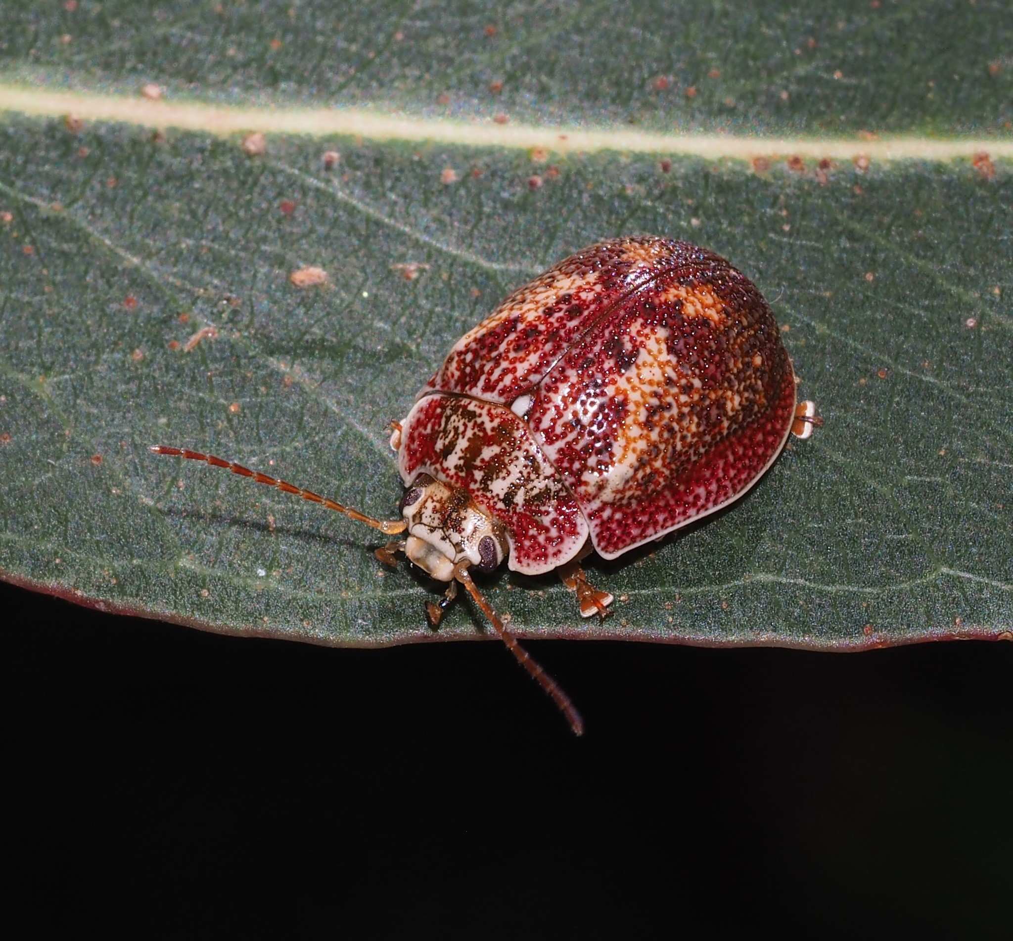 Paropsis charybdis