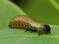 Paropsis charybdis