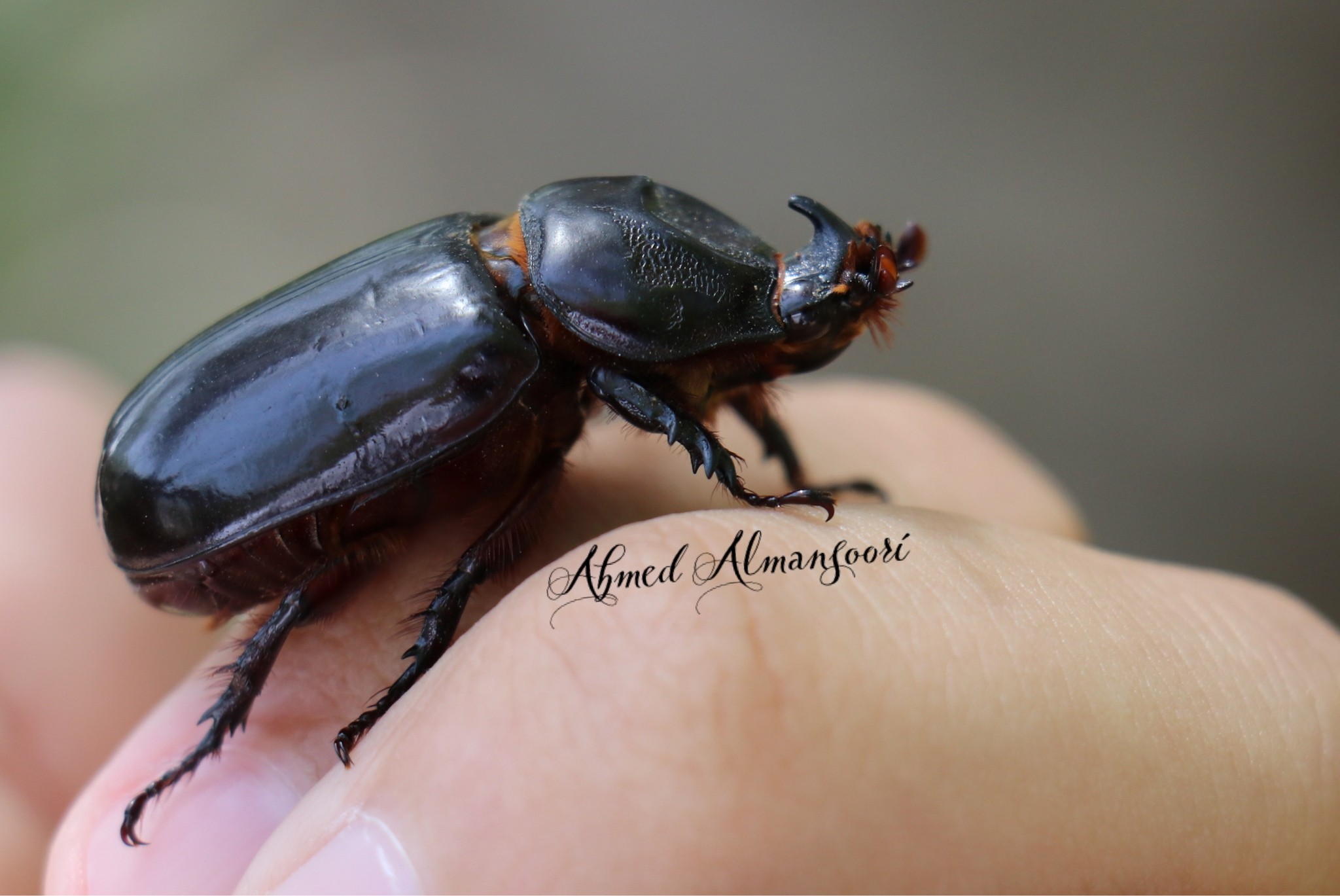 Oryctes elegans