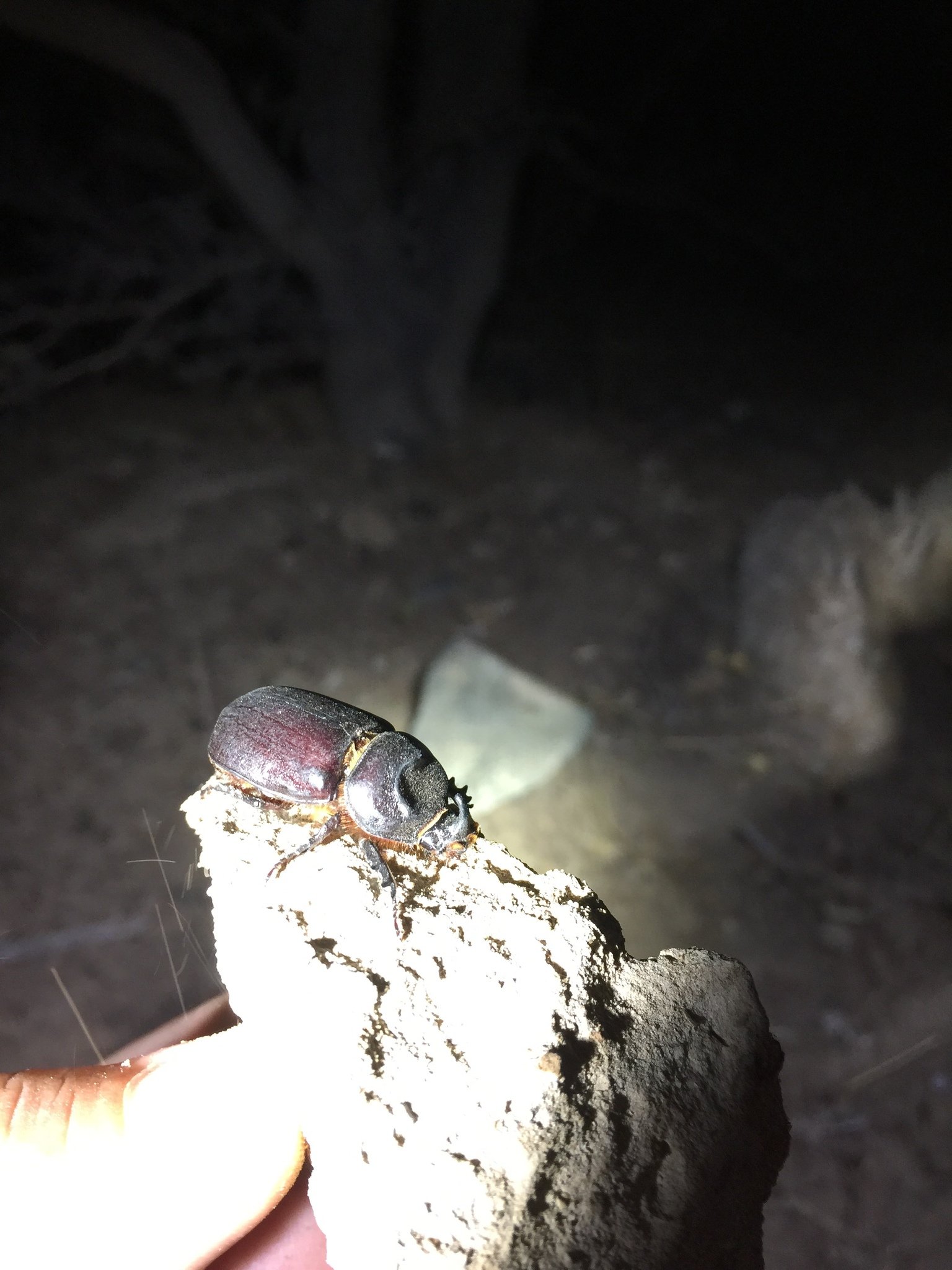Oryctes elegans