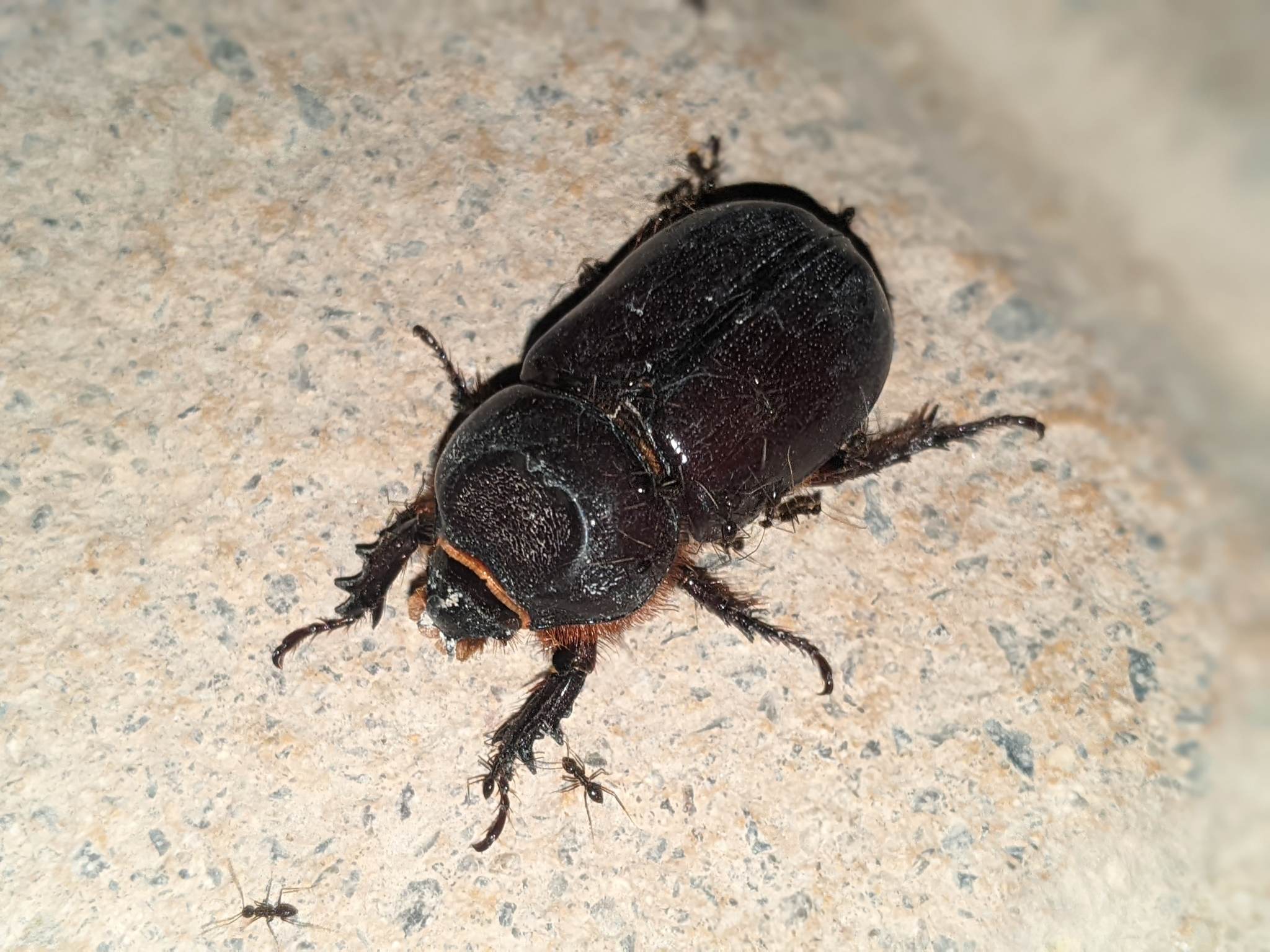 Oryctes elegans