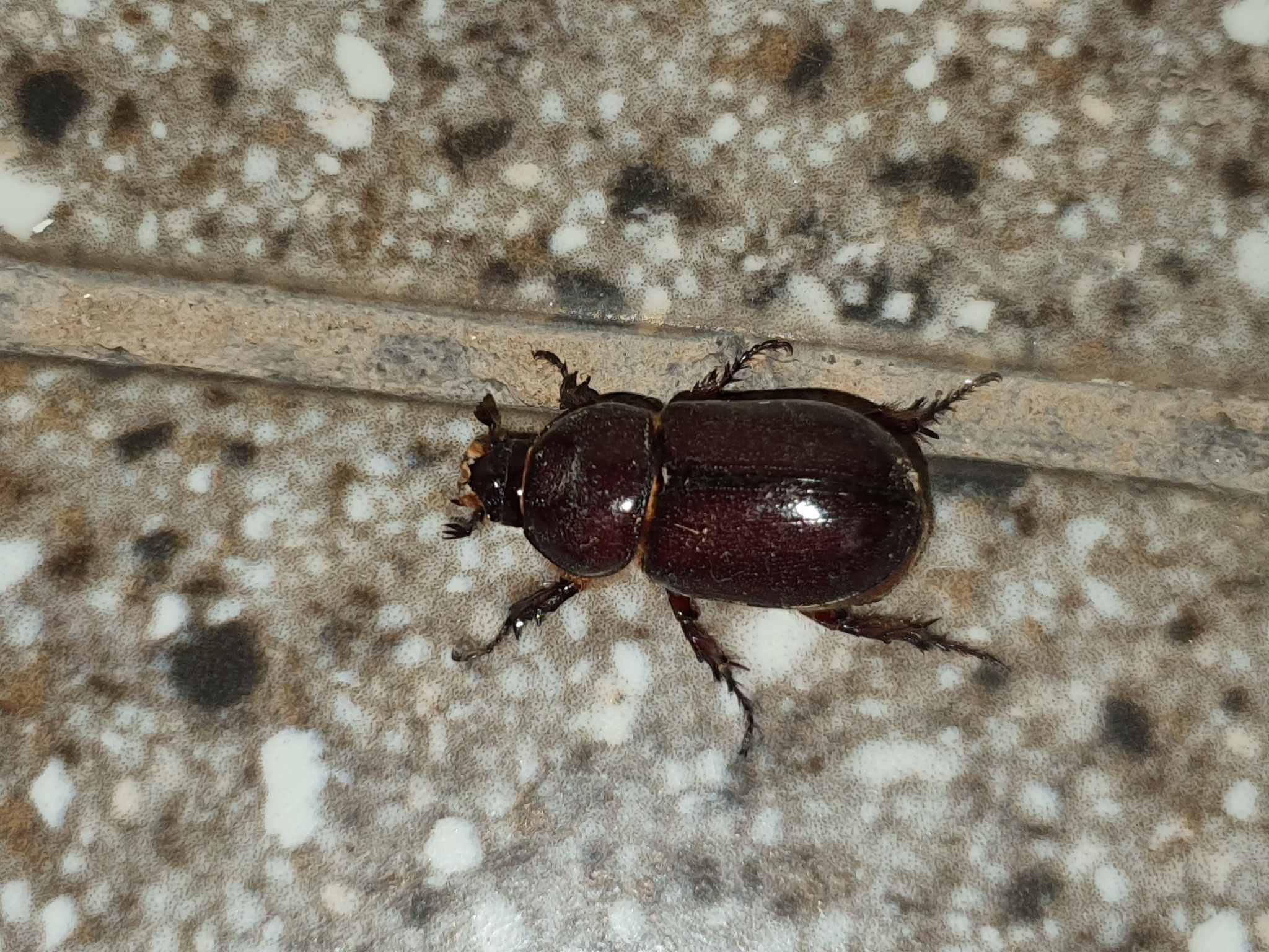 Oryctes elegans