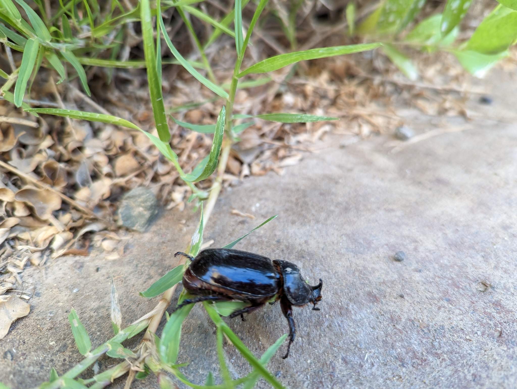Oryctes elegans