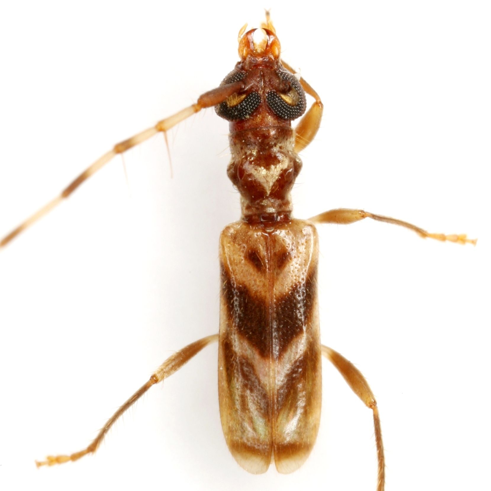 Stenhomalus