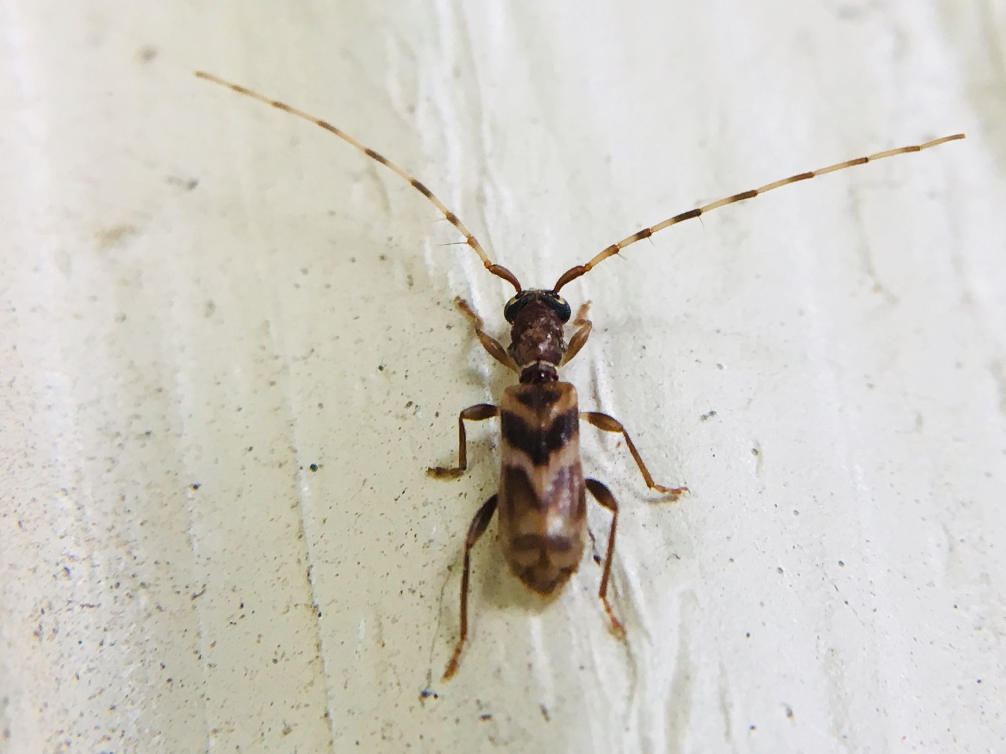 Stenhomalus