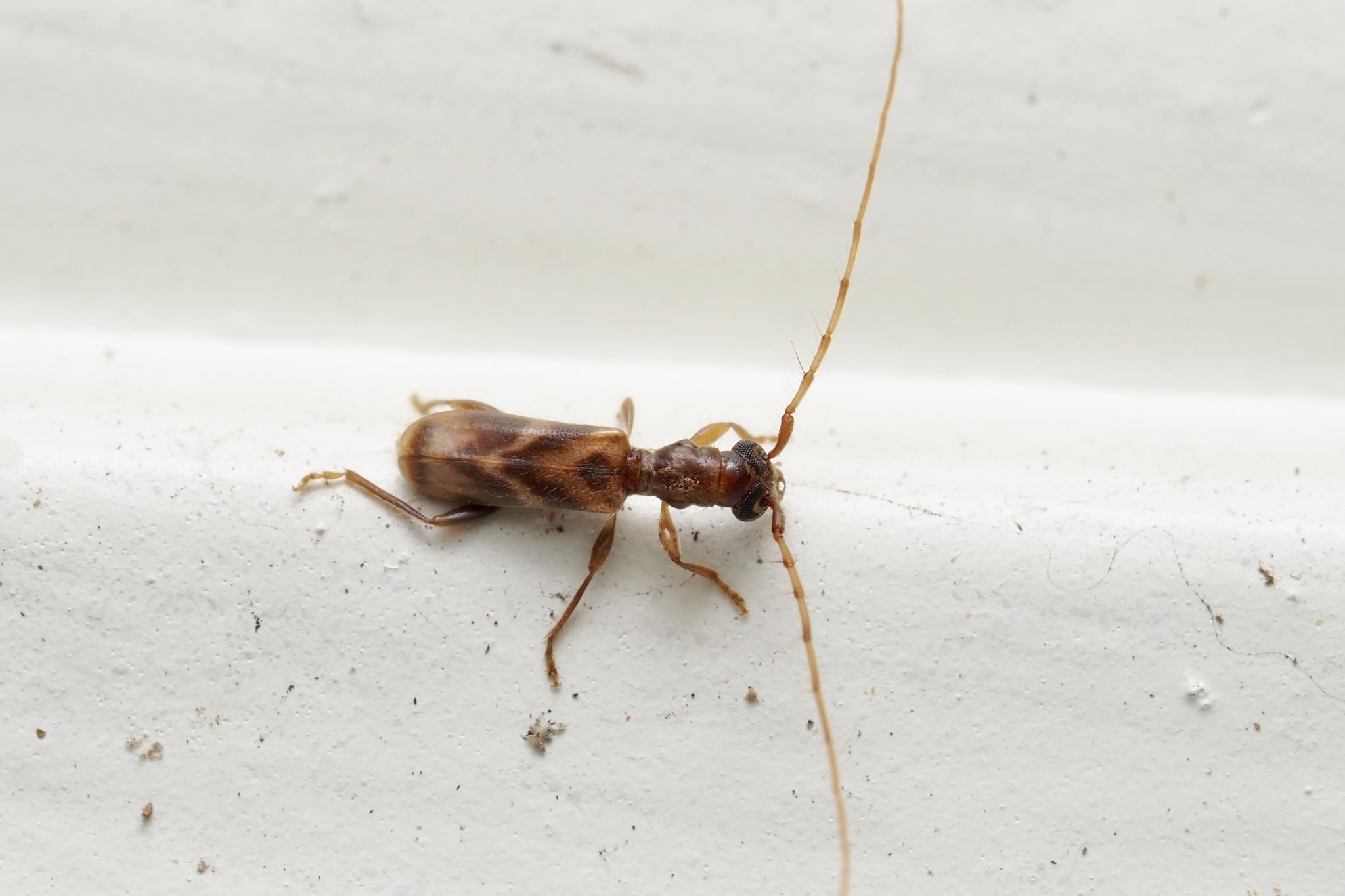 Stenhomalus