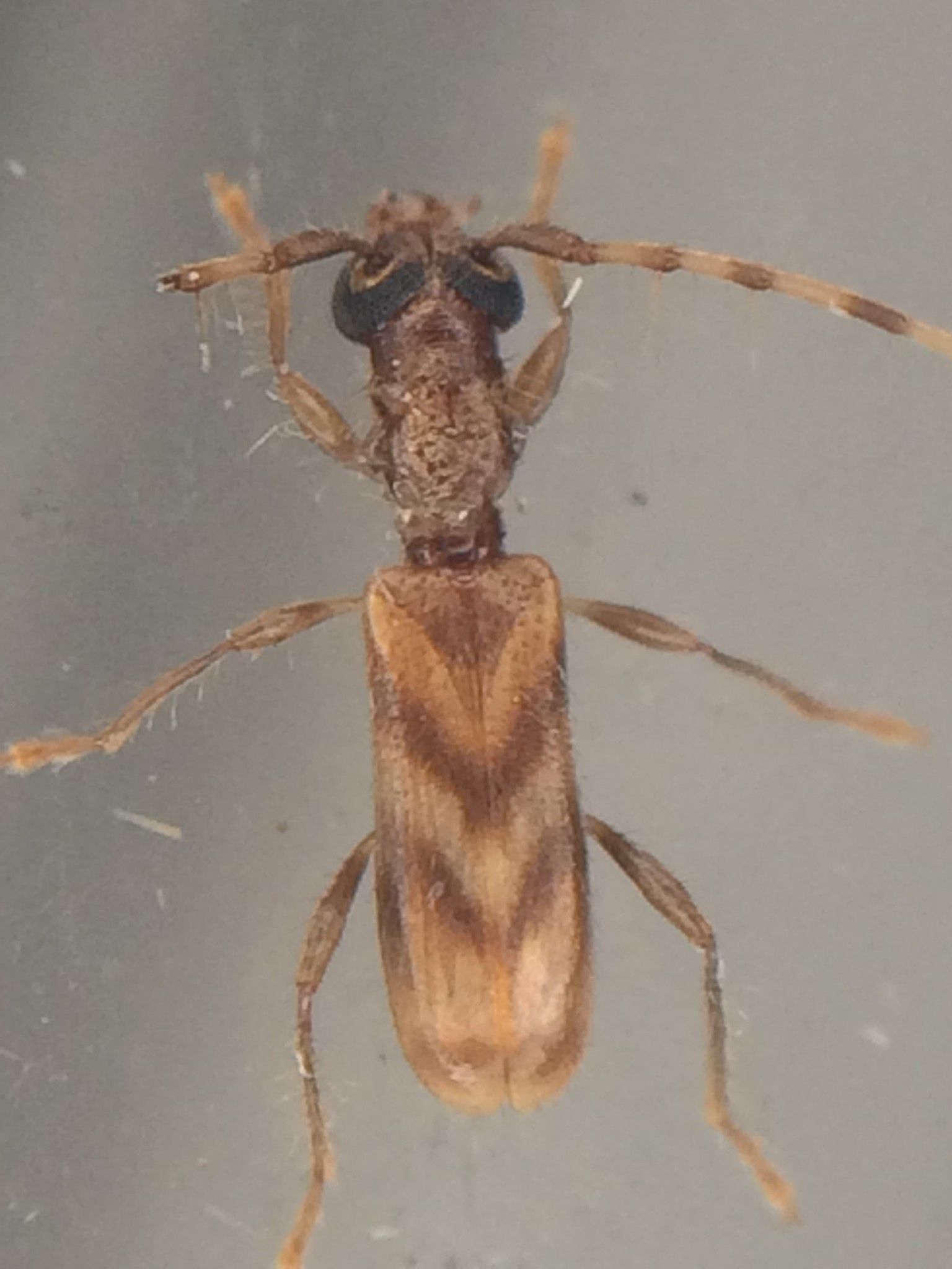 Stenhomalus
