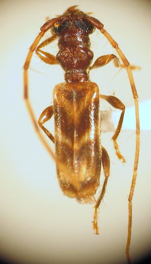 Stenhomalus
