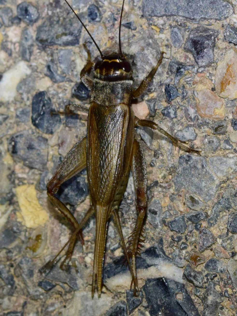 Acheta hispanicus