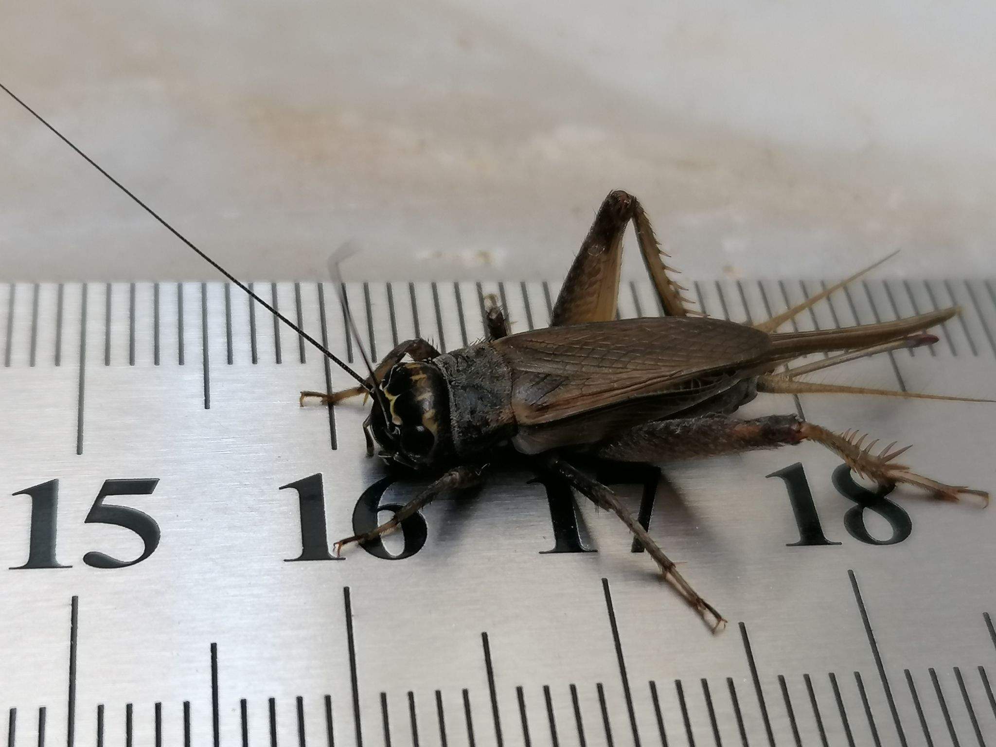 Acheta hispanicus