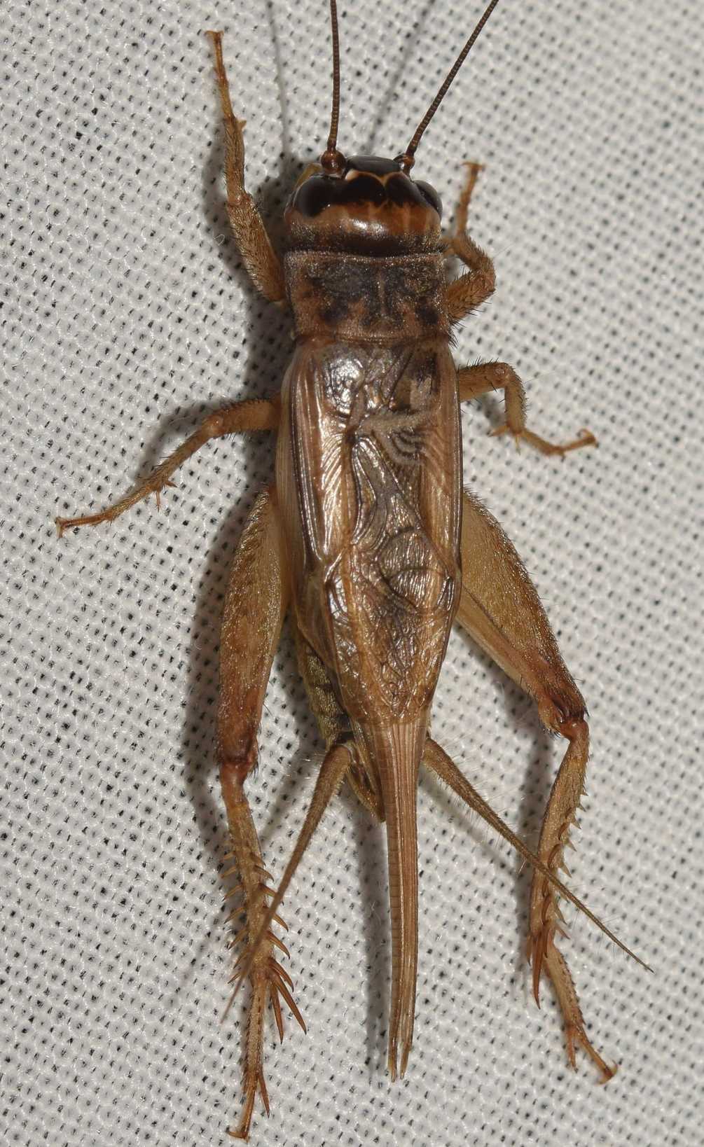 Acheta hispanicus