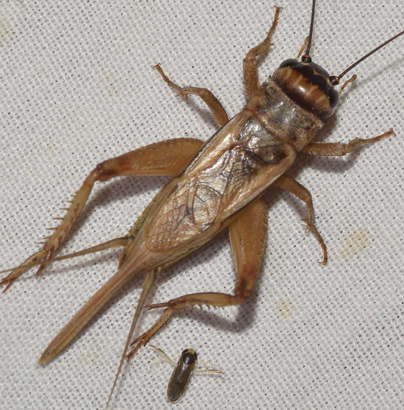 Acheta hispanicus