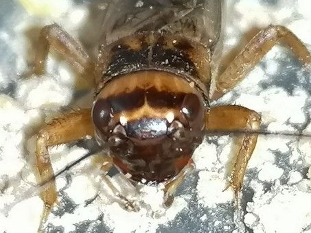 Acheta hispanicus