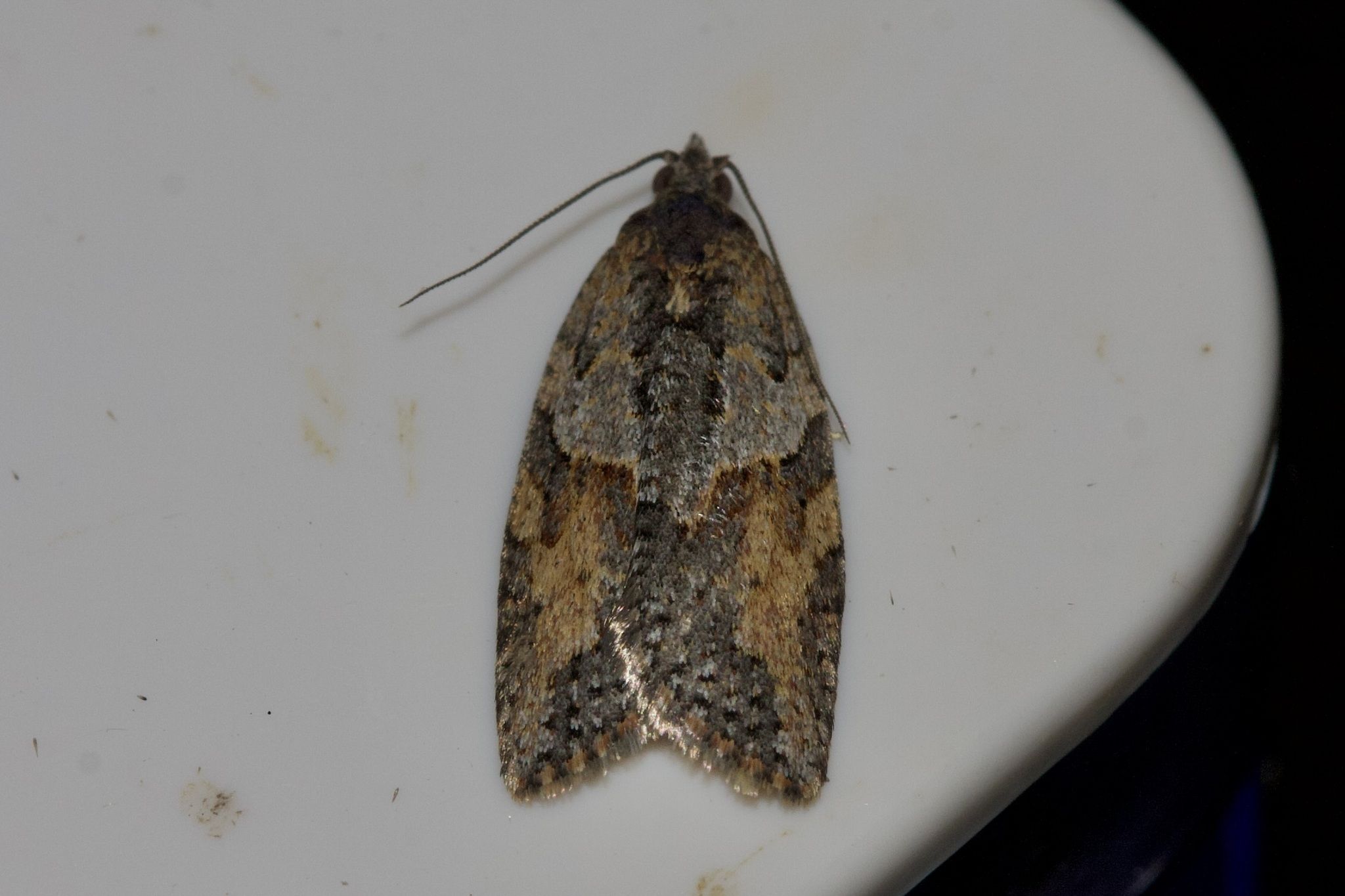 Epiphyas pulla