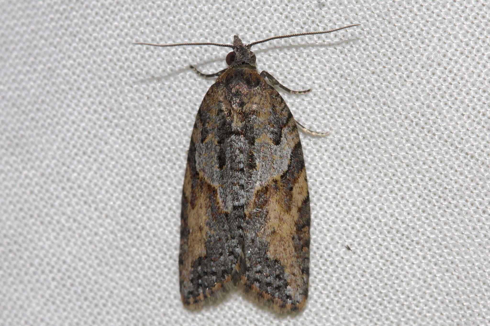 Epiphyas pulla