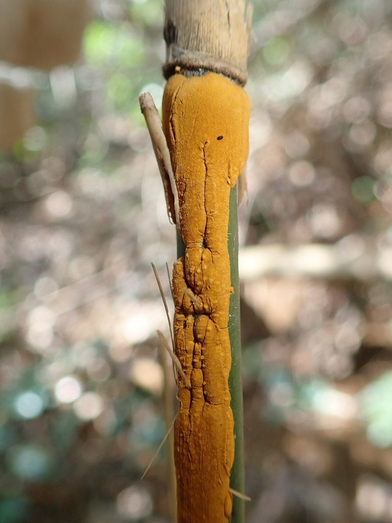 Stereostratum corticioides