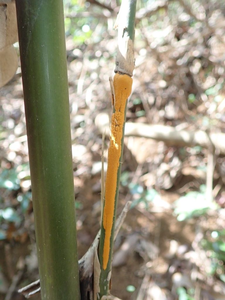 Stereostratum corticioides