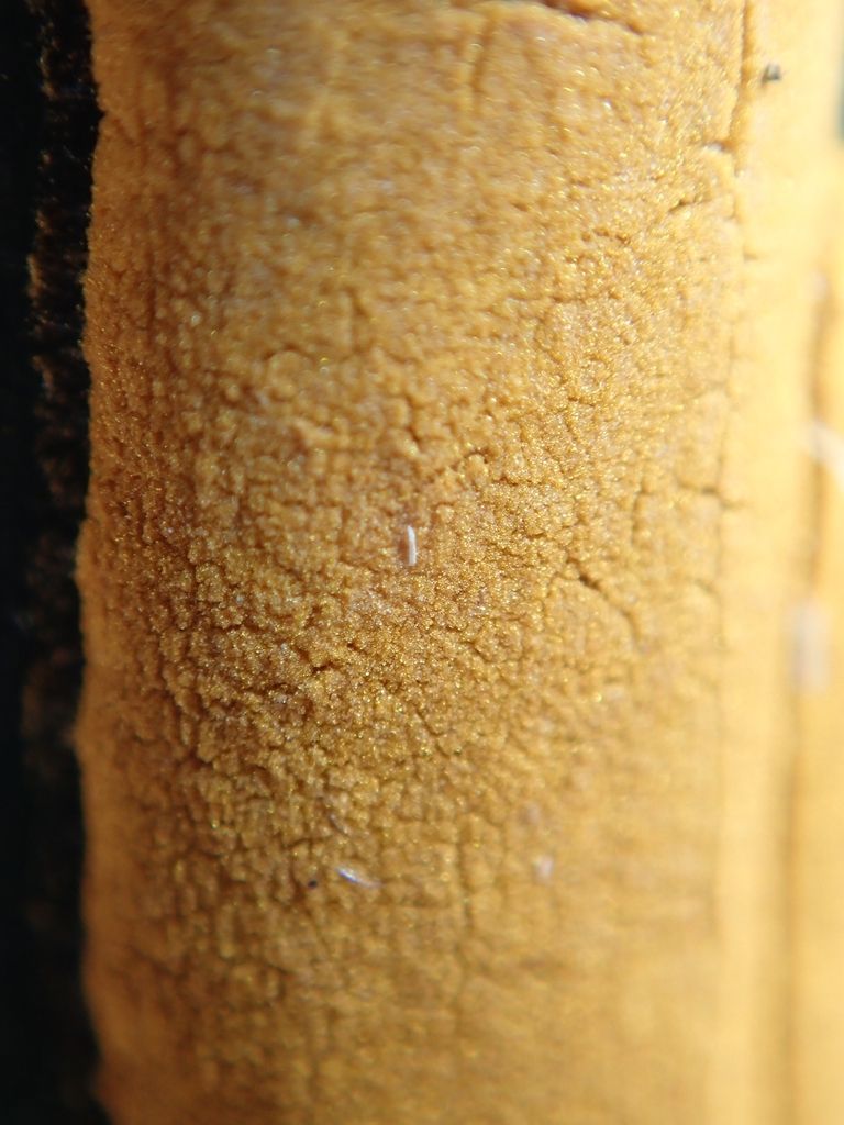 Stereostratum corticioides