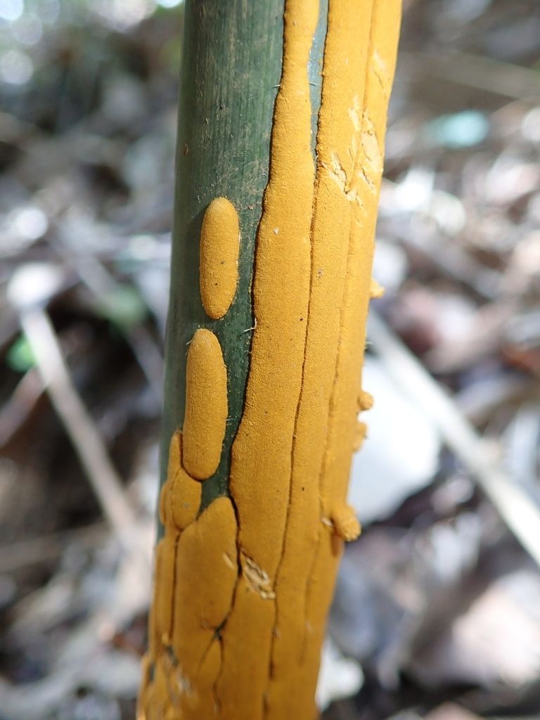 Stereostratum corticioides