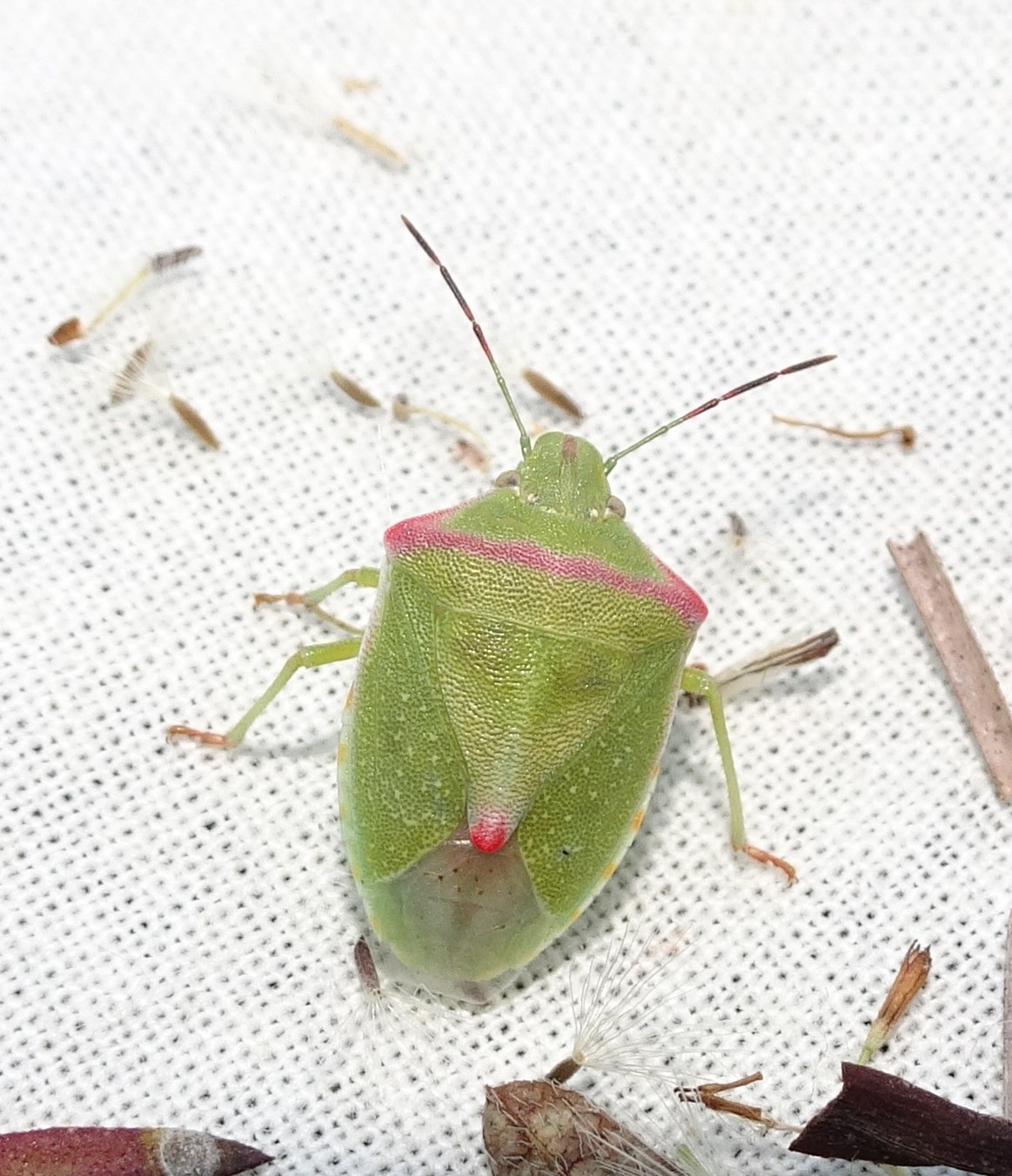 Thyanta custator