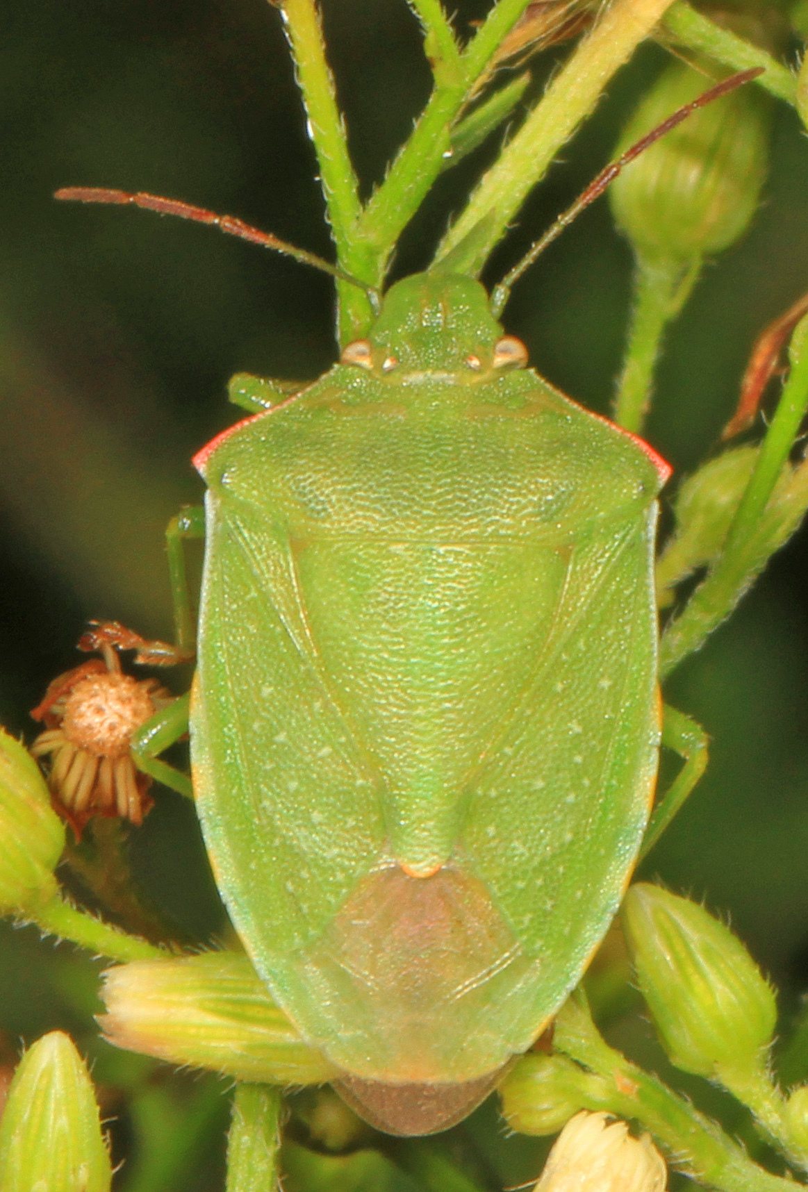 Thyanta custator