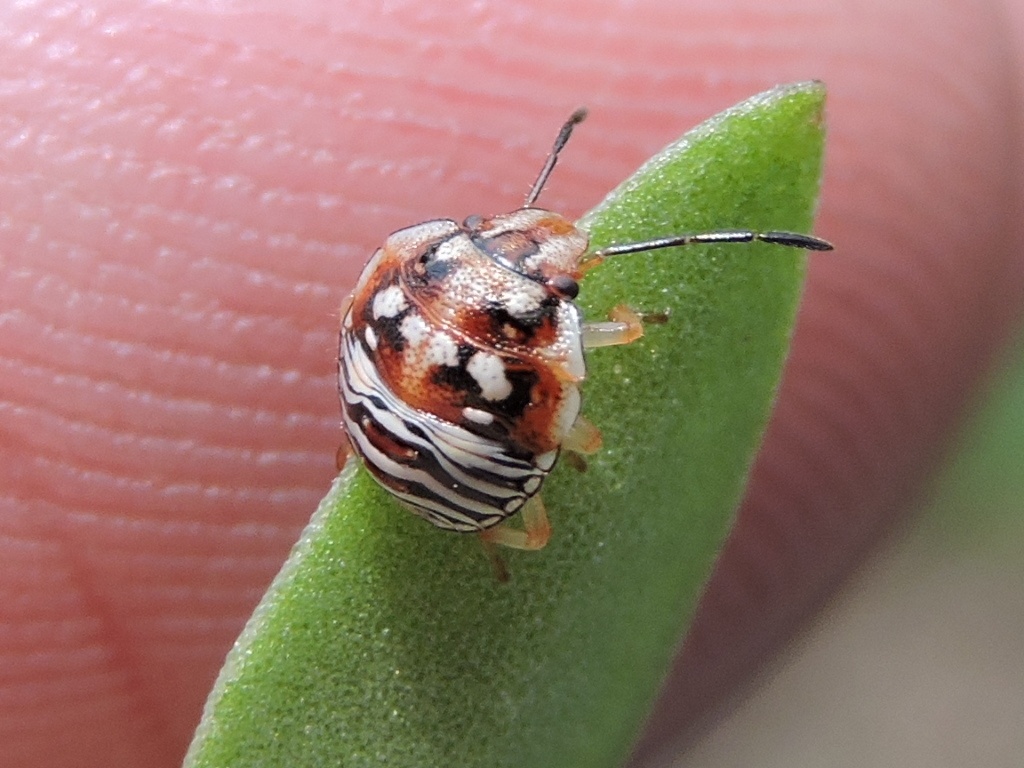 Thyanta custator