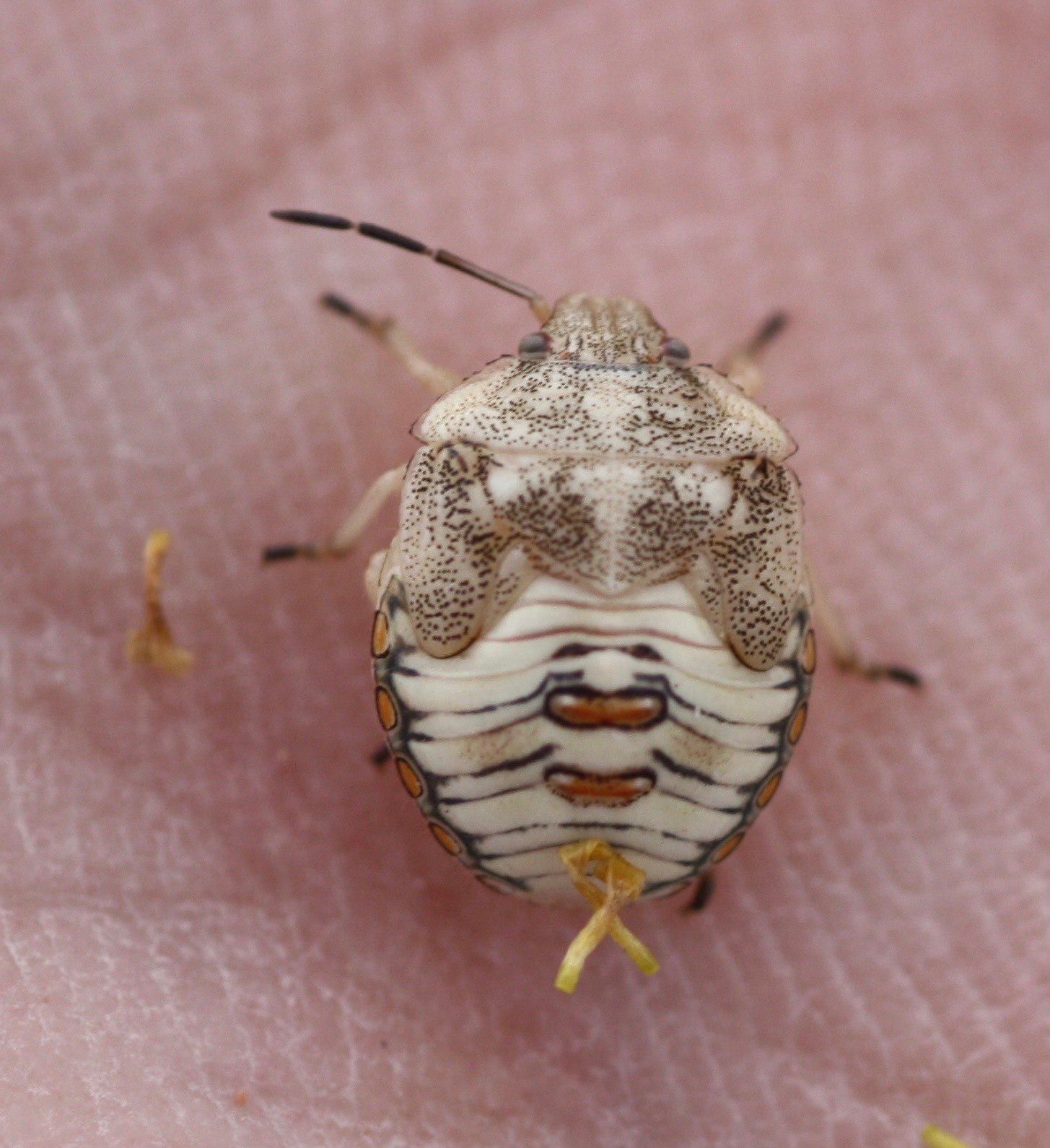 Thyanta custator