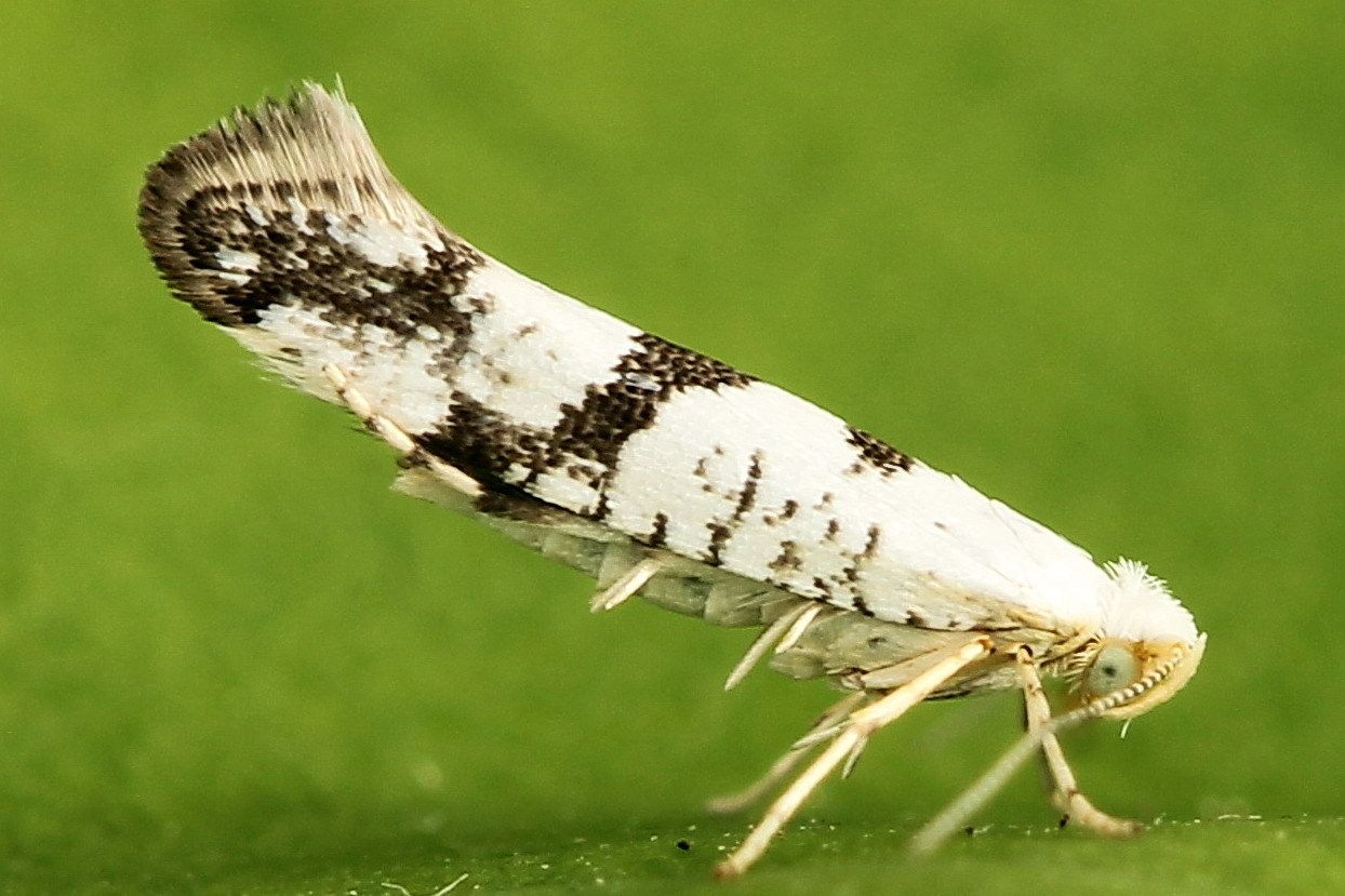 Curvella