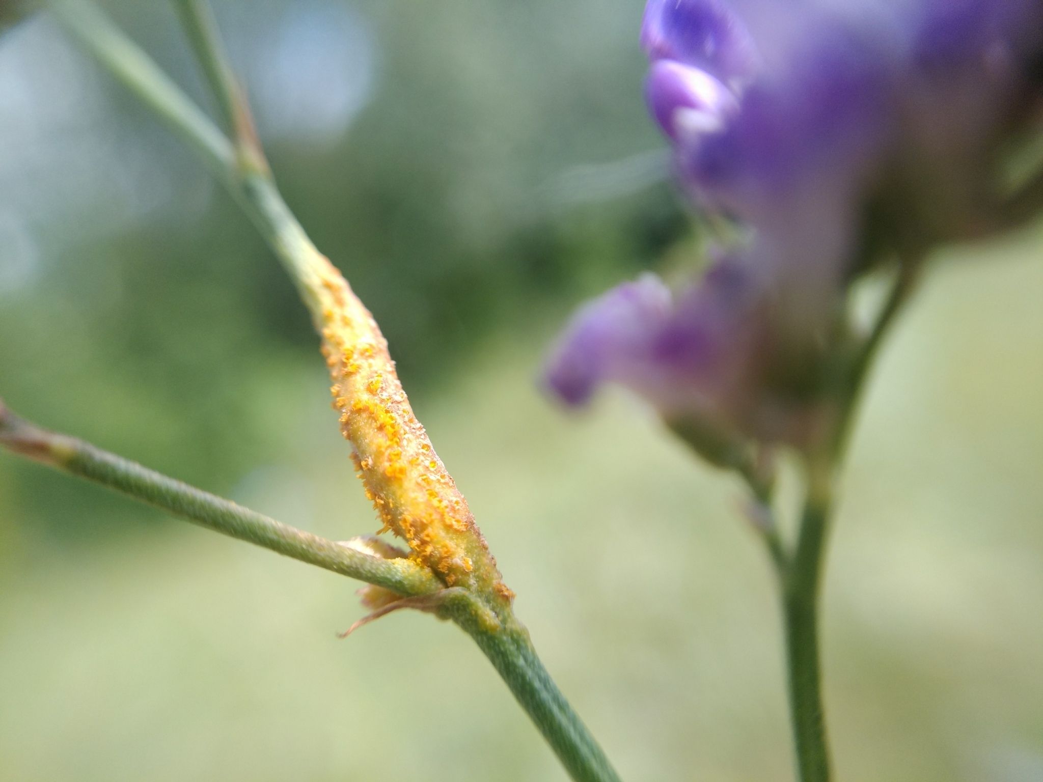 Uromyces limonii