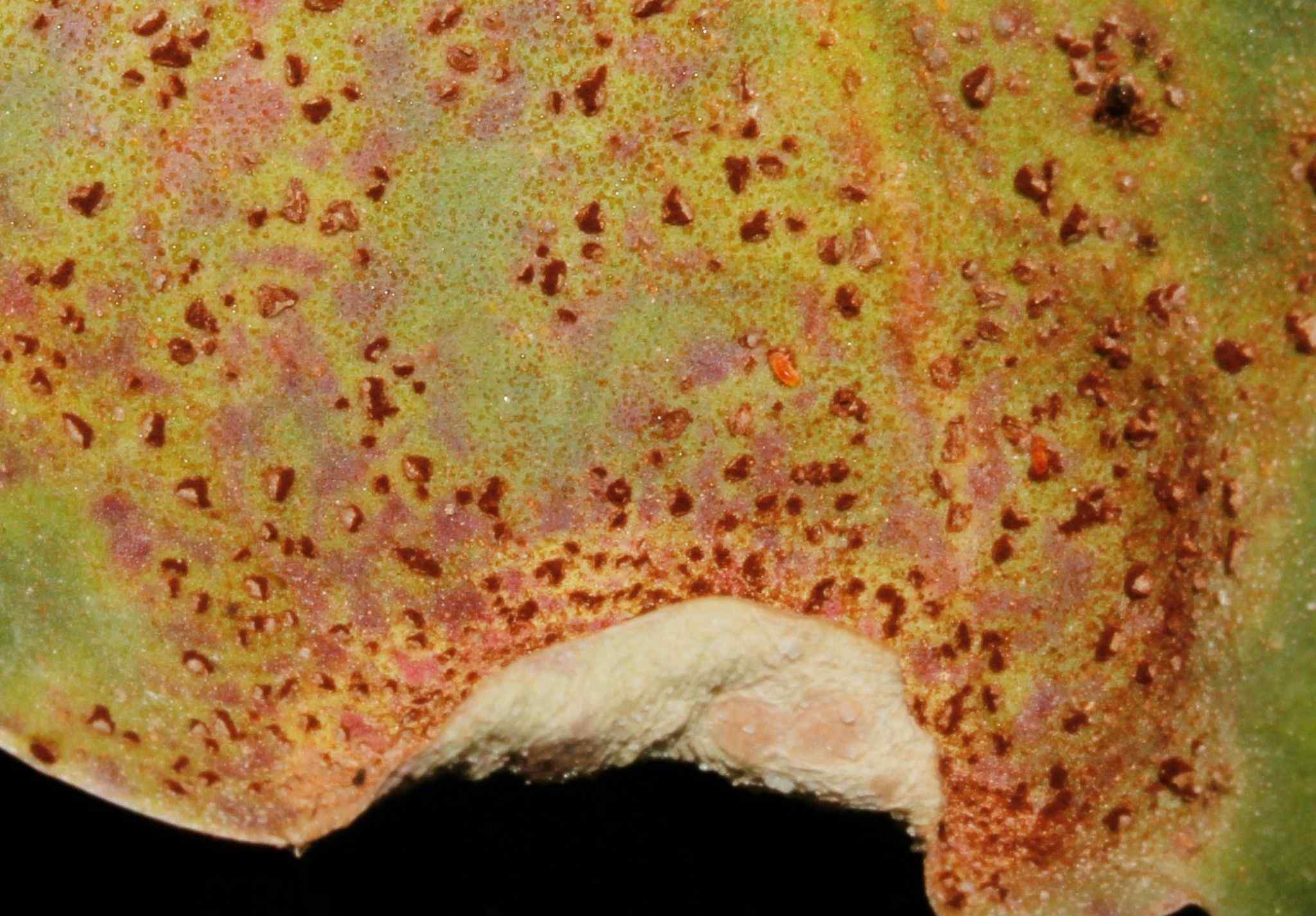 Uromyces limonii